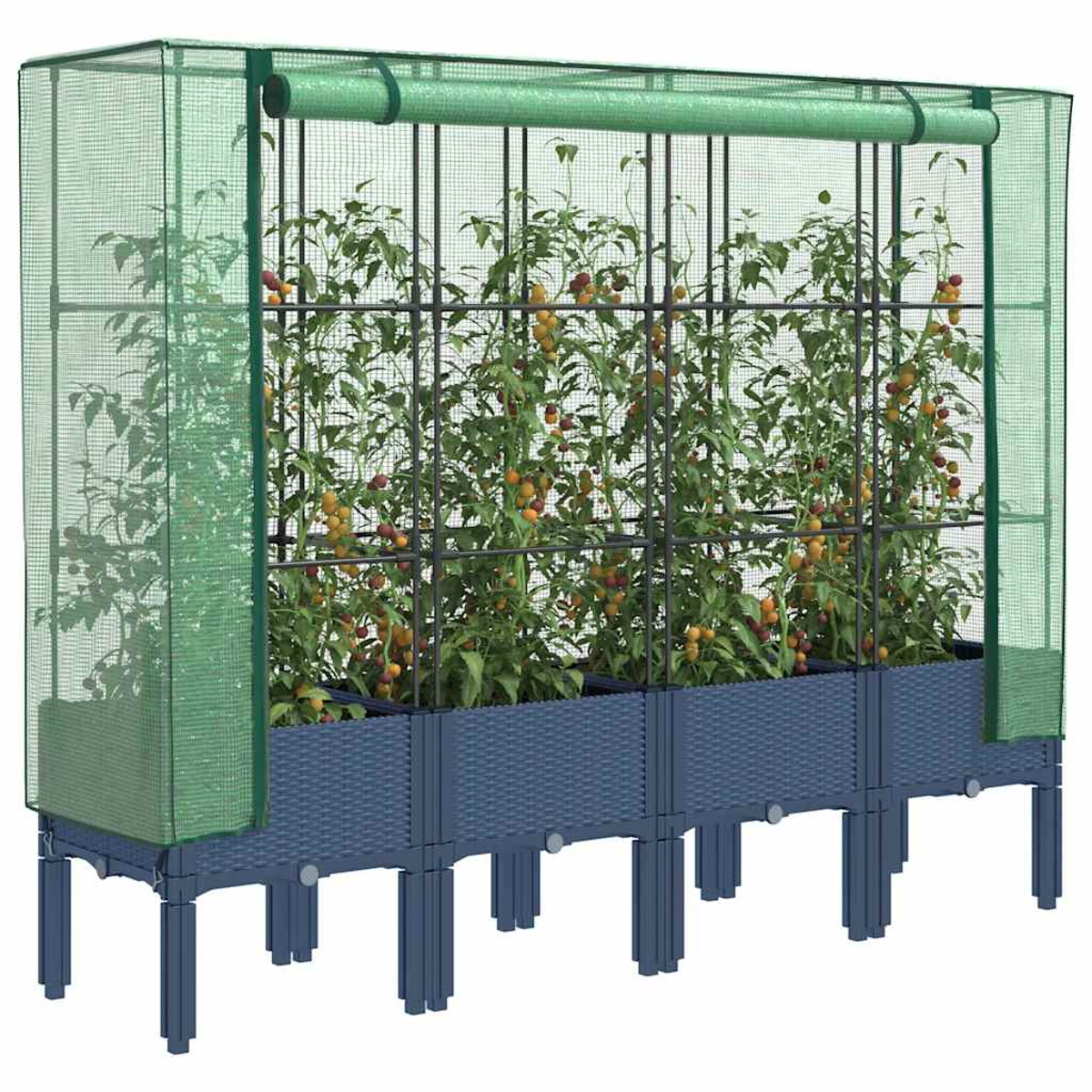 Un'aiuola rialzata con piante di pomodoro all'interno di un recinto a rete verde. Sono visibili pomodori maturi. L'aiuola è blu.