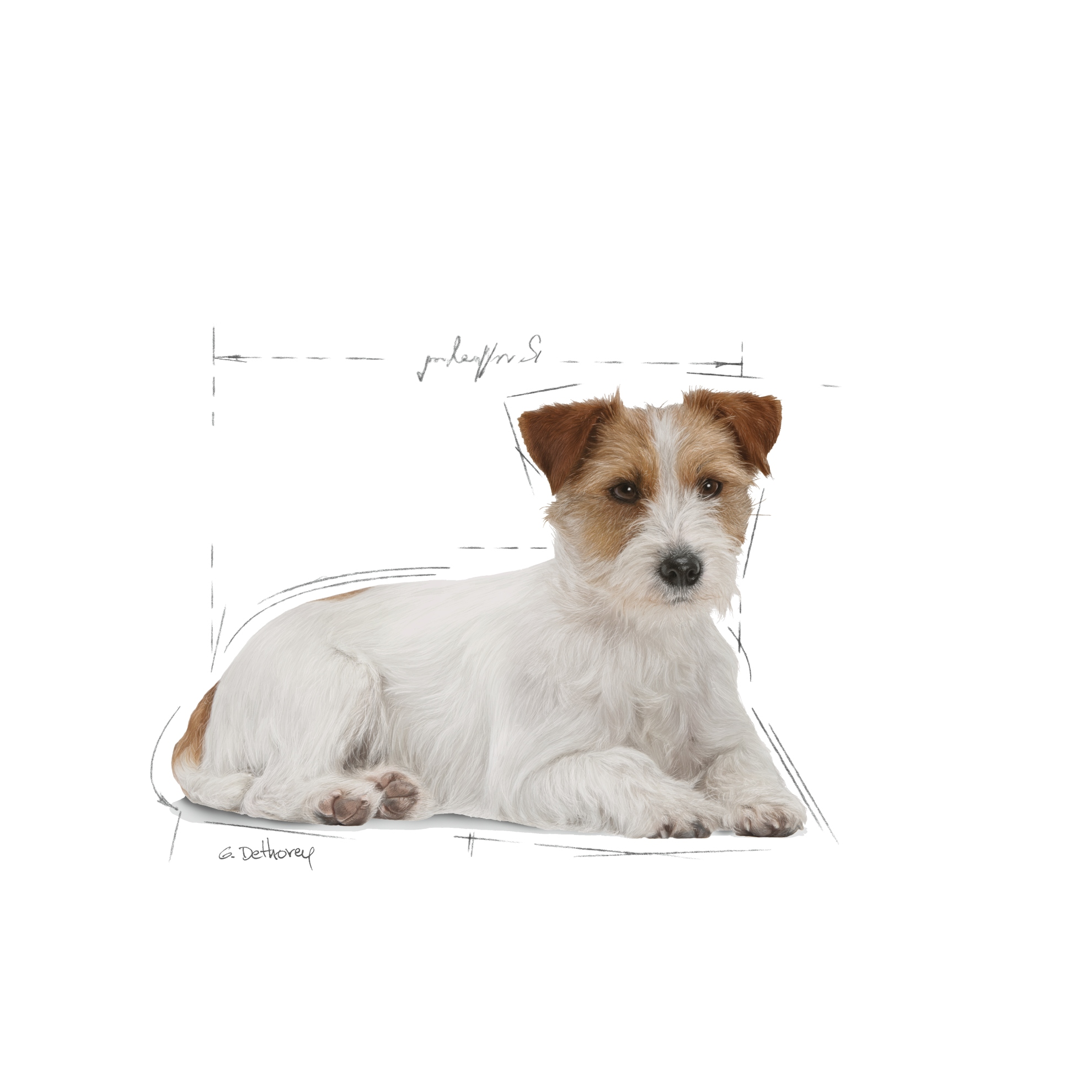 Un Jack Russell Terrier acostado, con pelaje blanco y marrón, esbozado sobre fondo blanco. Las orejas son marrones.