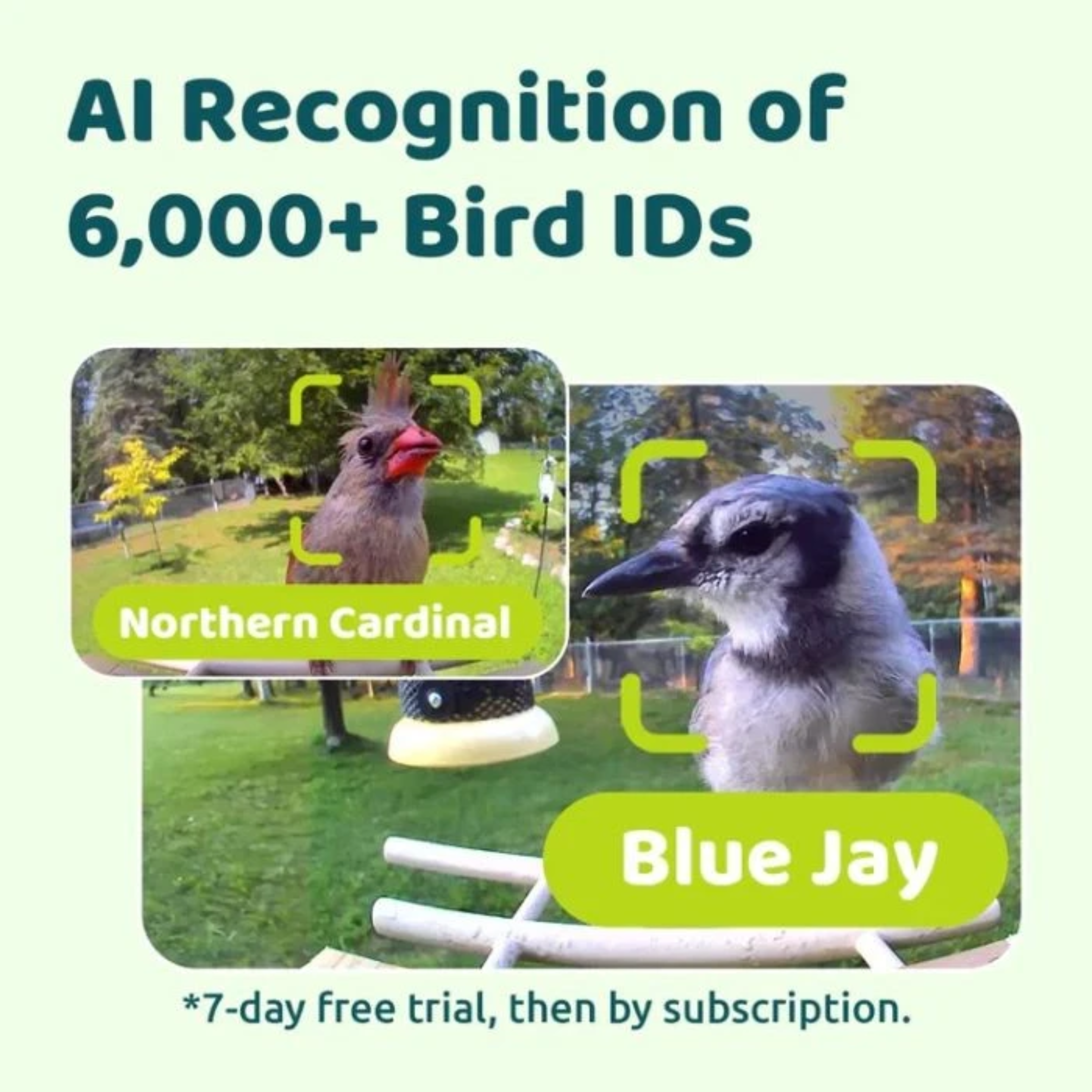 L'immagine mostra il riconoscimento degli uccelli. Un cardinale rosso e una ghiandaia blu sono evidenziati su sfondo verde.