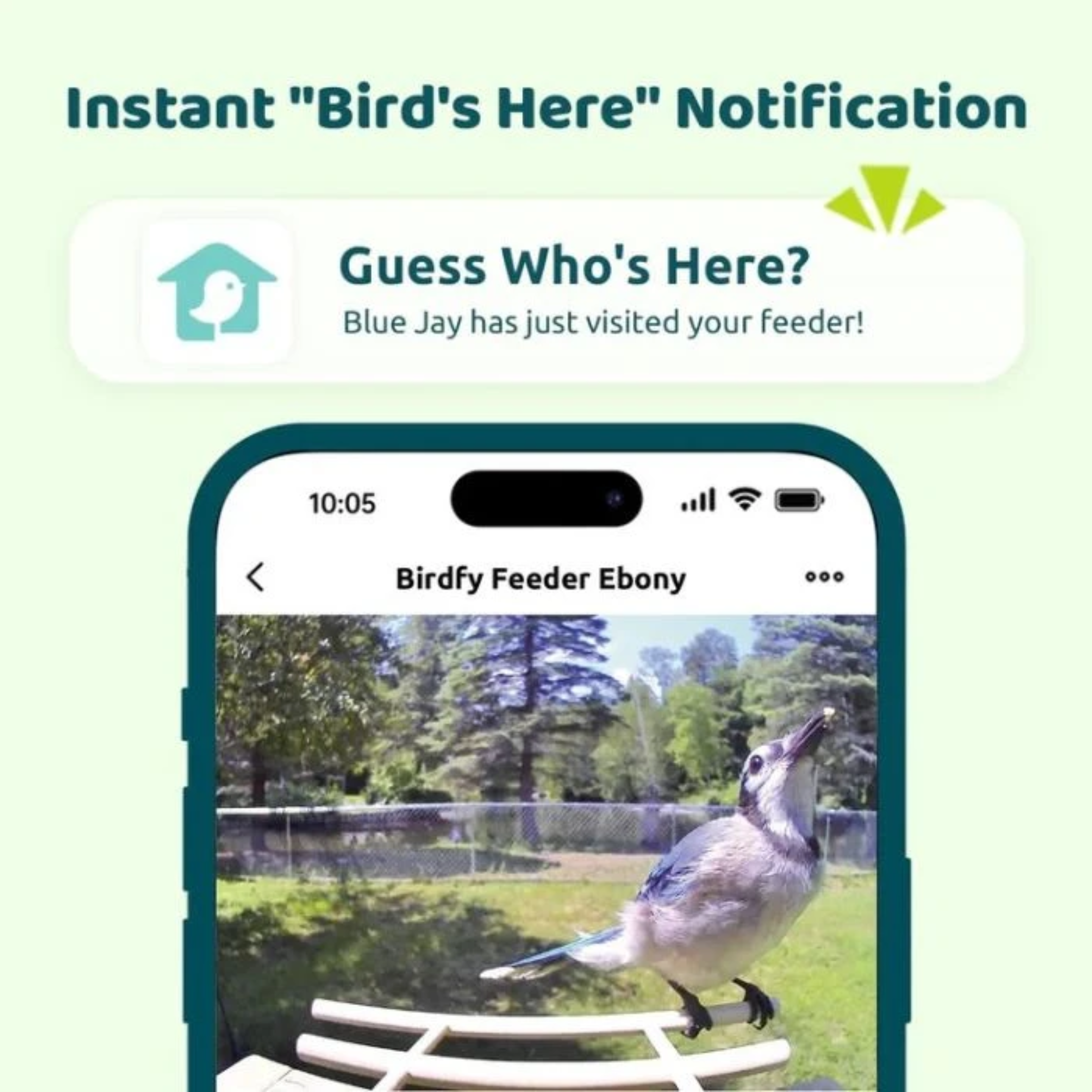 Un ghiandaia azzurra su una mangiatoia, con una notifica sullo schermo del telefono. Gli alberi sono sullo sfondo.