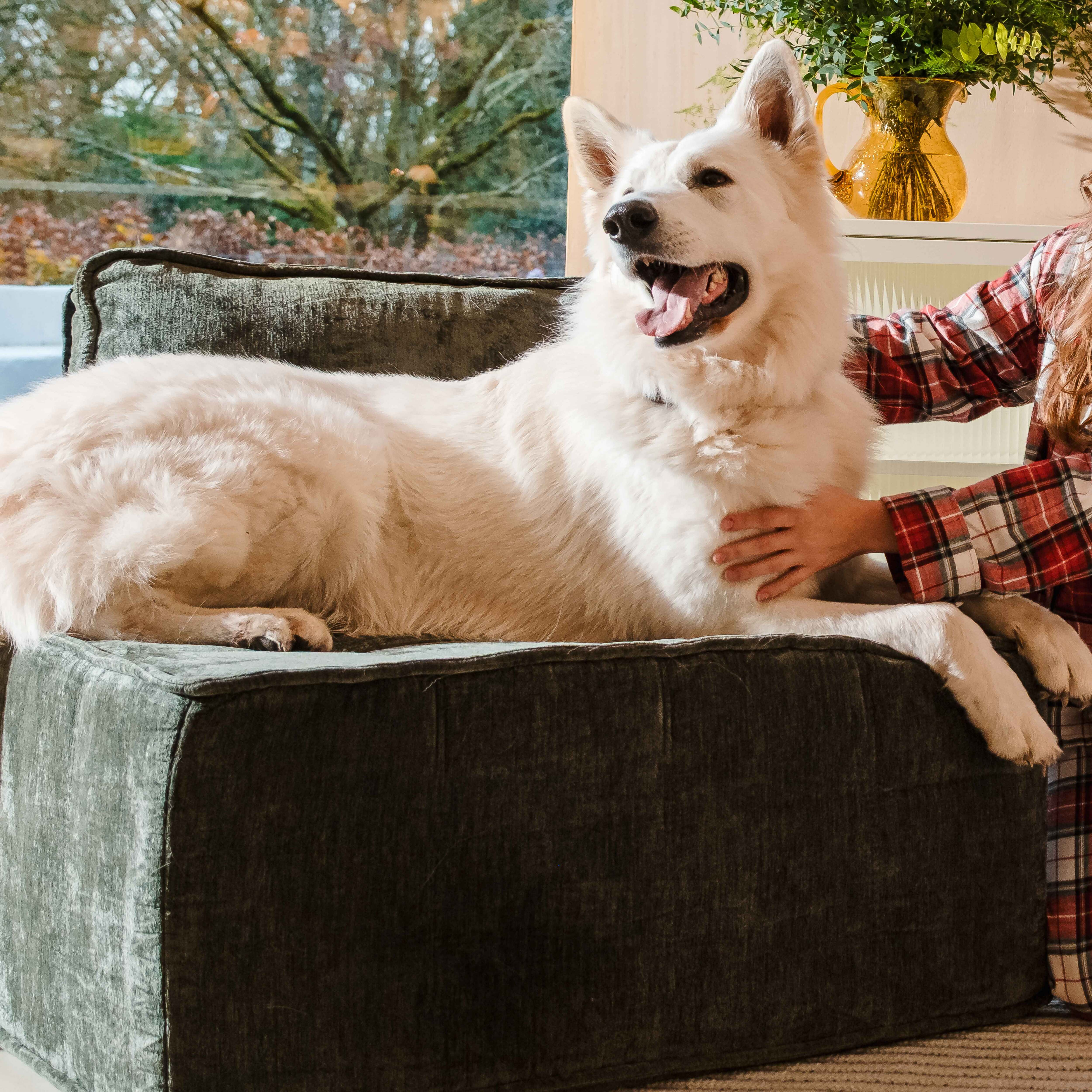 Ein weißer Hund auf einem grünen Sofa, wird von einer Person in einem rot karierten Hemd gestreichelt. Im Hintergrund Bäume und eine gelbe Vase.