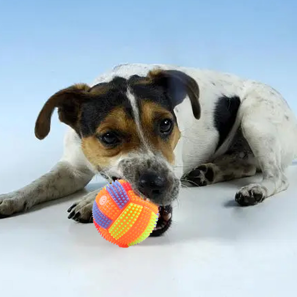 Ein Hund mit weißem, schwarzem und braunem Fell beißt in einen bunten Ball. Der Ball ist orange, gelb, blau und lila.