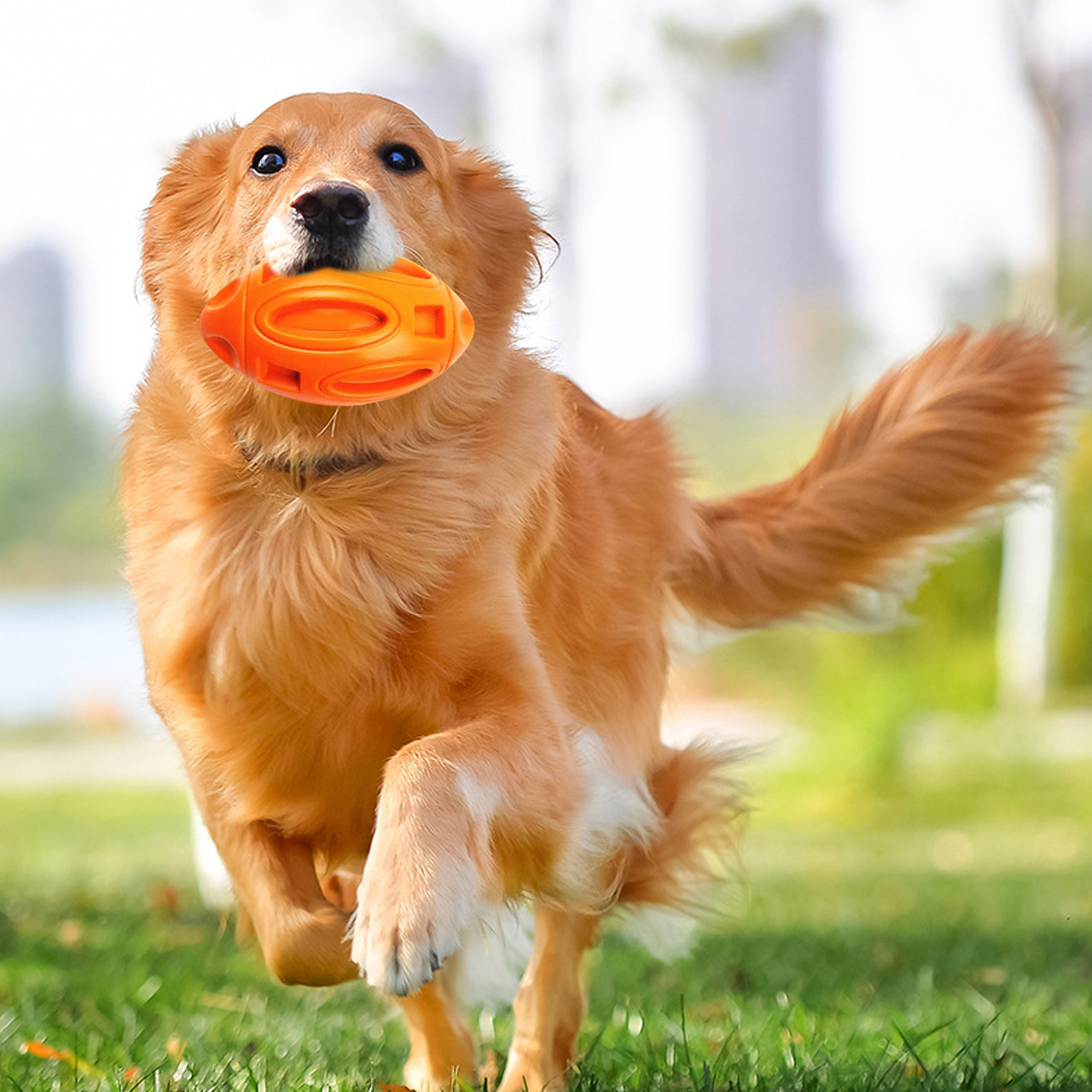 Ein Golden Retriever rennt mit einem orangefarbenen Spielzeug durch Gras. Der Hintergrund zeigt einen Park mit Bäumen und Gebäuden.