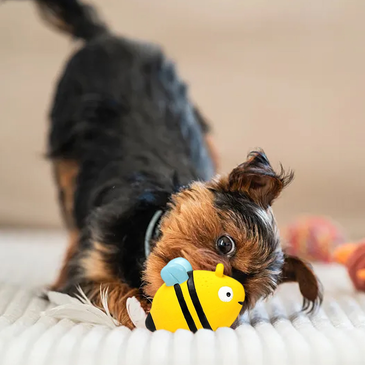 Ein kleiner Hund mit braunem und schwarzem Fell spielt mit einem gelben Bienenspielzeug auf einer weißen Decke. Der Hintergrund ist unscharf.