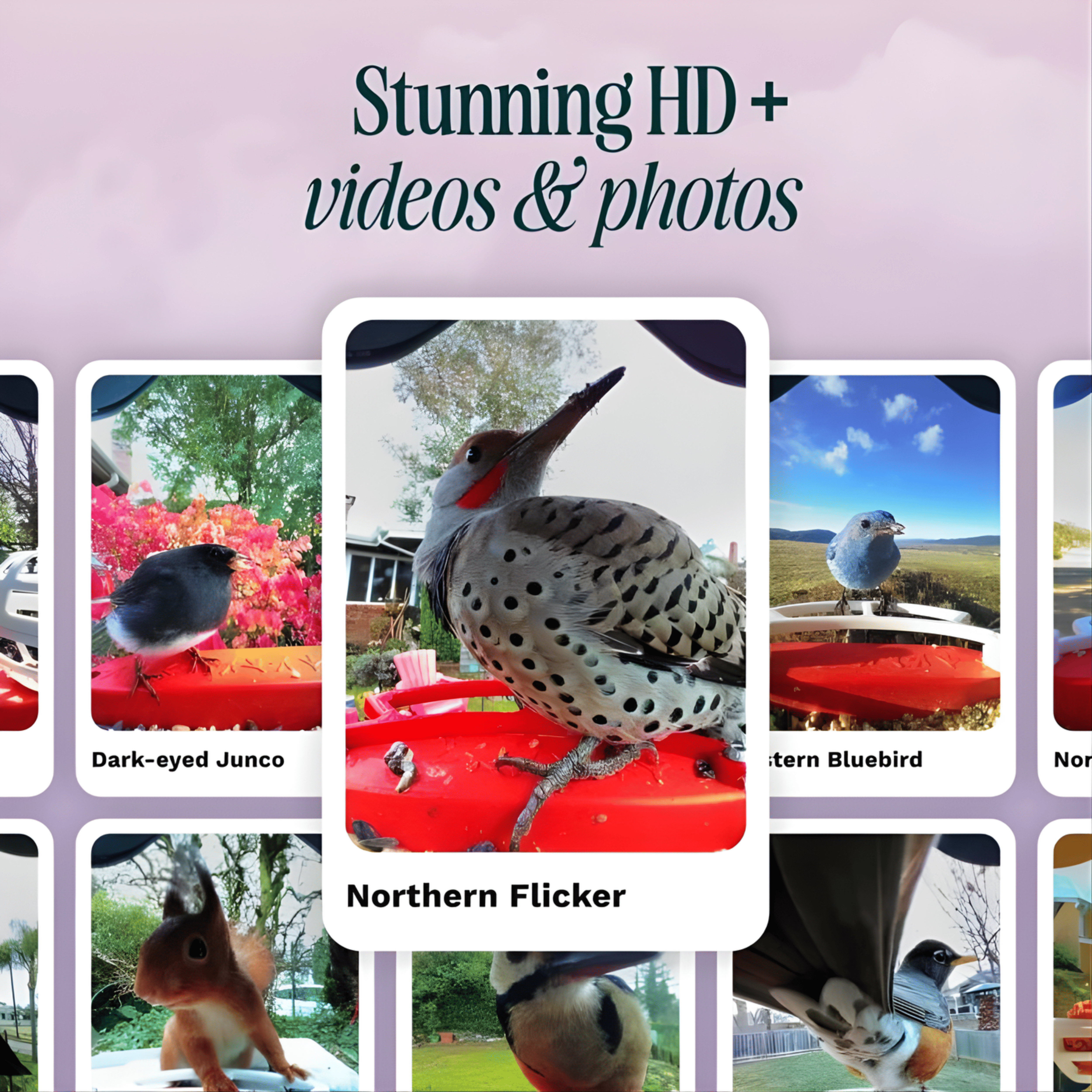 La imagen muestra fotos de aves. Un Carpintero Flicker está en un comedero rojo. Otras aves incluyen un Junco y un Bluebird.