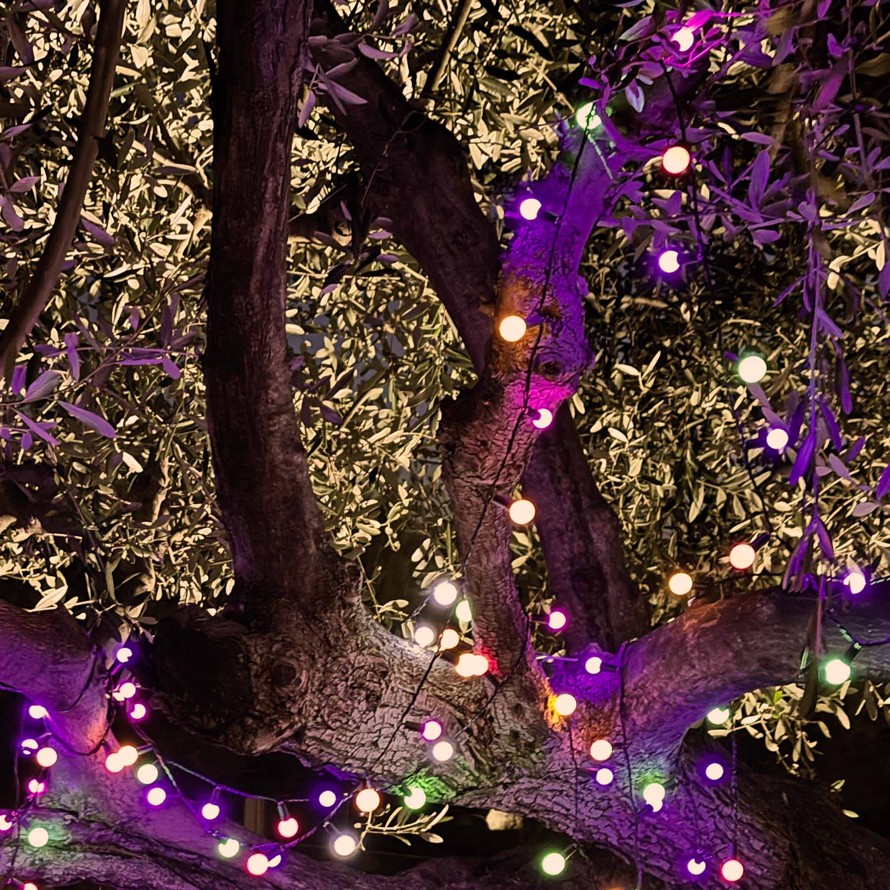 Äste mit Blättern, beleuchtet von bunten Lichterketten, lila und weiß.