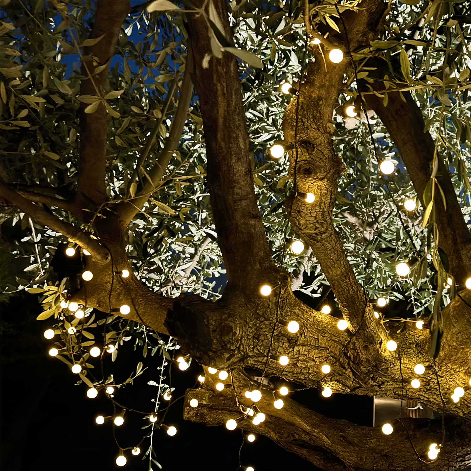 Ein Baum bei Nacht mit Lichterketten. Die Blätter sind grün, die Lichter gelb, was ein warmes Leuchten erzeugt.