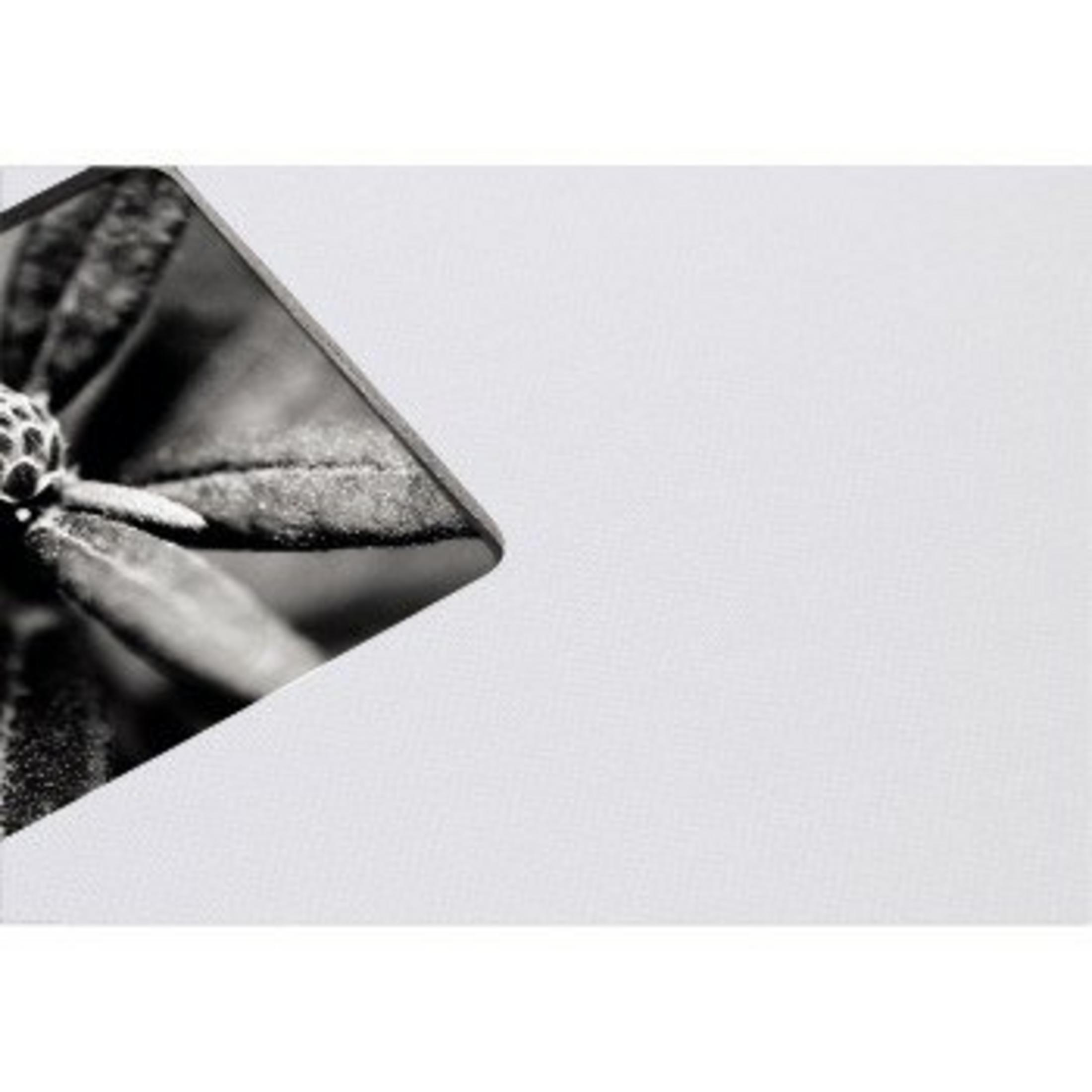 Czarno-białe zdjęcie kwiatu i liścia z białą przestrzenią. Obraz jest pochylony. Kwiat jest po lewej stronie.