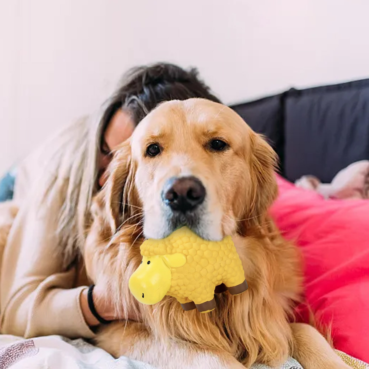 Ein Golden Retriever hält ein gelbes Schafspielzeug im Maul. Eine Person umarmt den Hund. Der Hintergrund hat ein rosa Kissen und ein schwarzes Kopfteil.