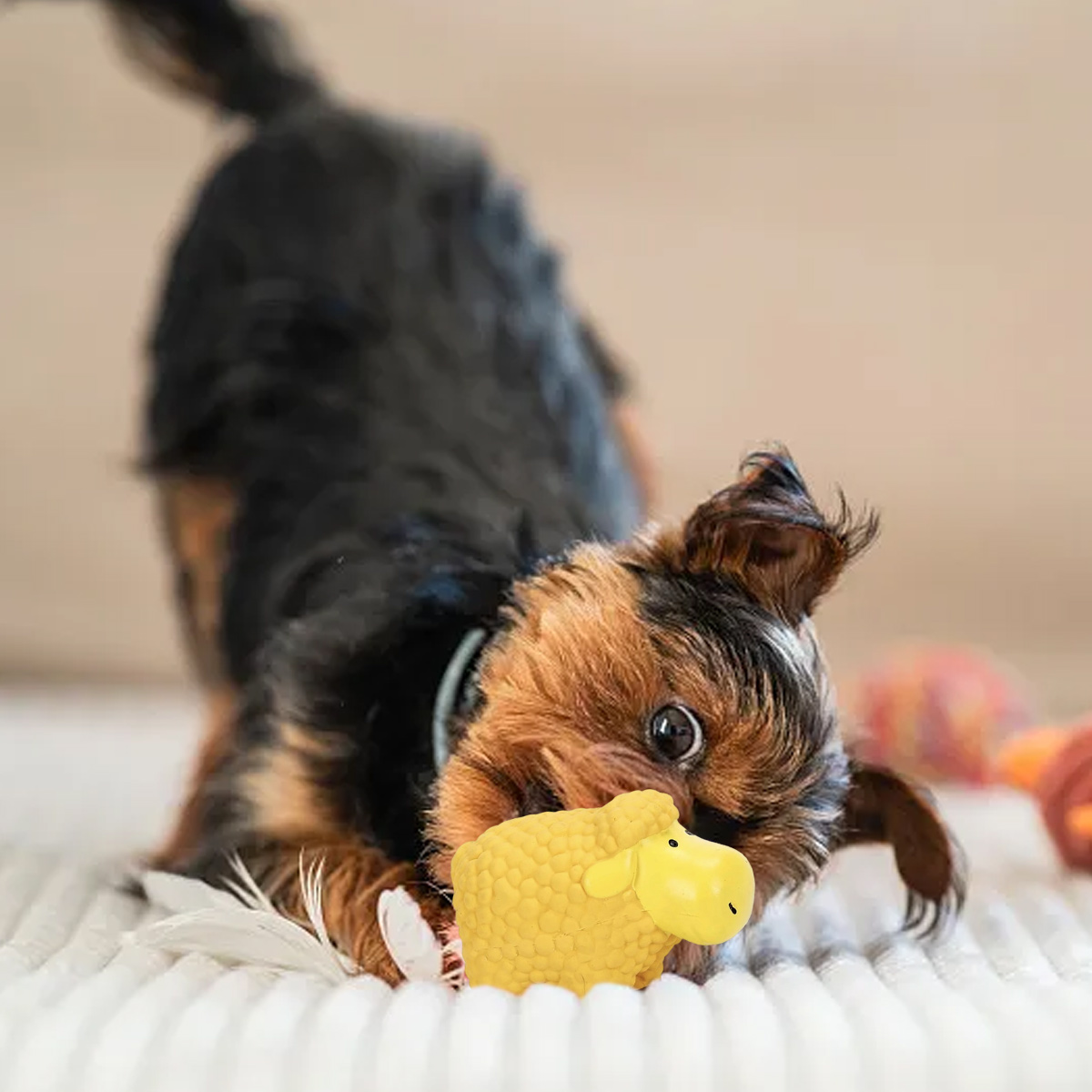 Ein kleiner Hund spielt mit einem gelben Schafspielzeug auf einer weißen Decke. Der Hund ist braun und schwarz.