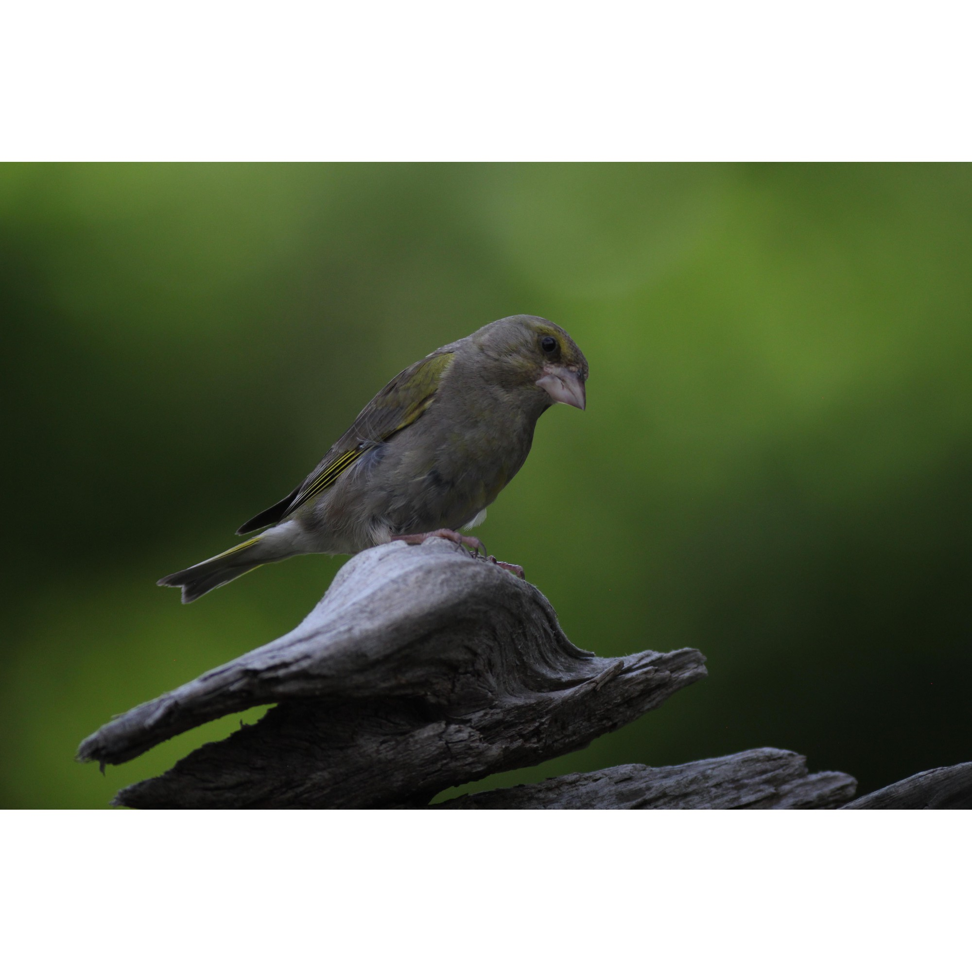 Ein Grünfink sitzt auf einem verwitterten Ast. Grüner Hintergrund. Der Vogel ist grau und grün mit einer gelben Flügelmarkierung.