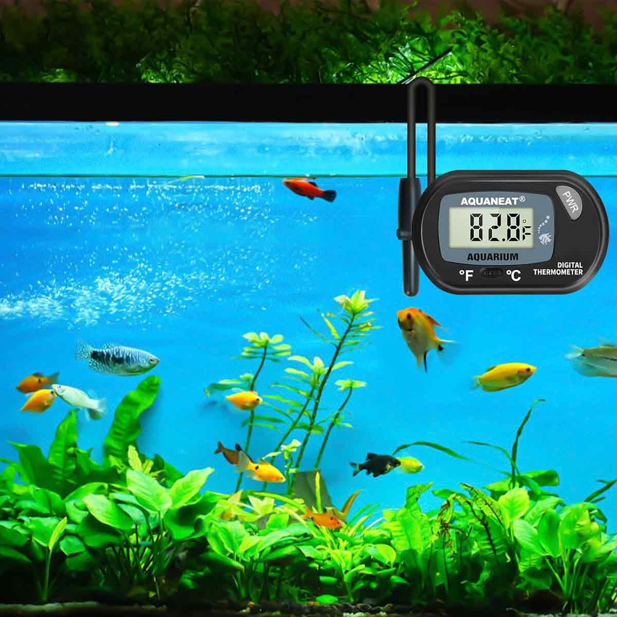 Ein Aquarium mit bunten Fischen. Ein digitales Thermometer zeigt 82,8 °F an. Grüne Pflanzen befinden sich im Vordergrund.