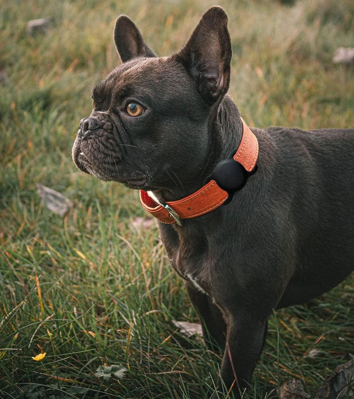 Eine dunkel gefärbte französische Bulldogge steht im Gras und trägt ein orangefarbenes Halsband. Der Hund blickt nach links.