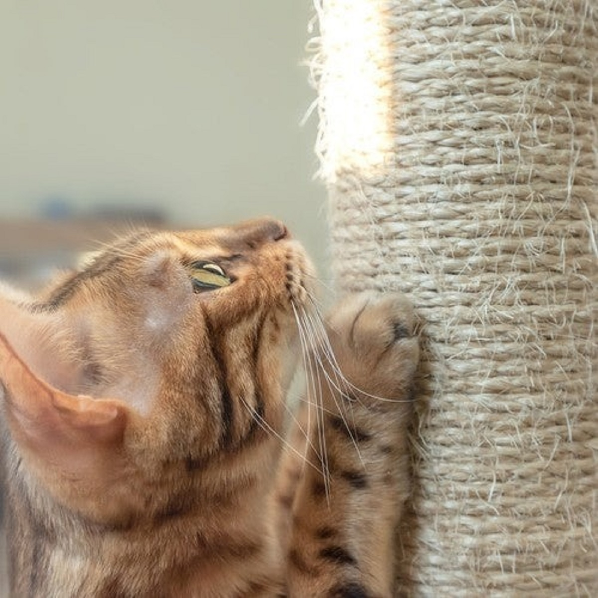 Un gato bengalí marrón araña un rascador de cuerda. La cara del gato está de perfil, con el ojo abierto. El fondo está borroso.
