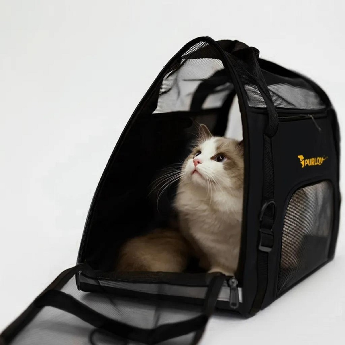 Un gato peludo con ojos azules está dentro de un transportador negro para mascotas, mirando hacia arriba. El transportador tiene ventanas de malla y el logo PURRLOV.