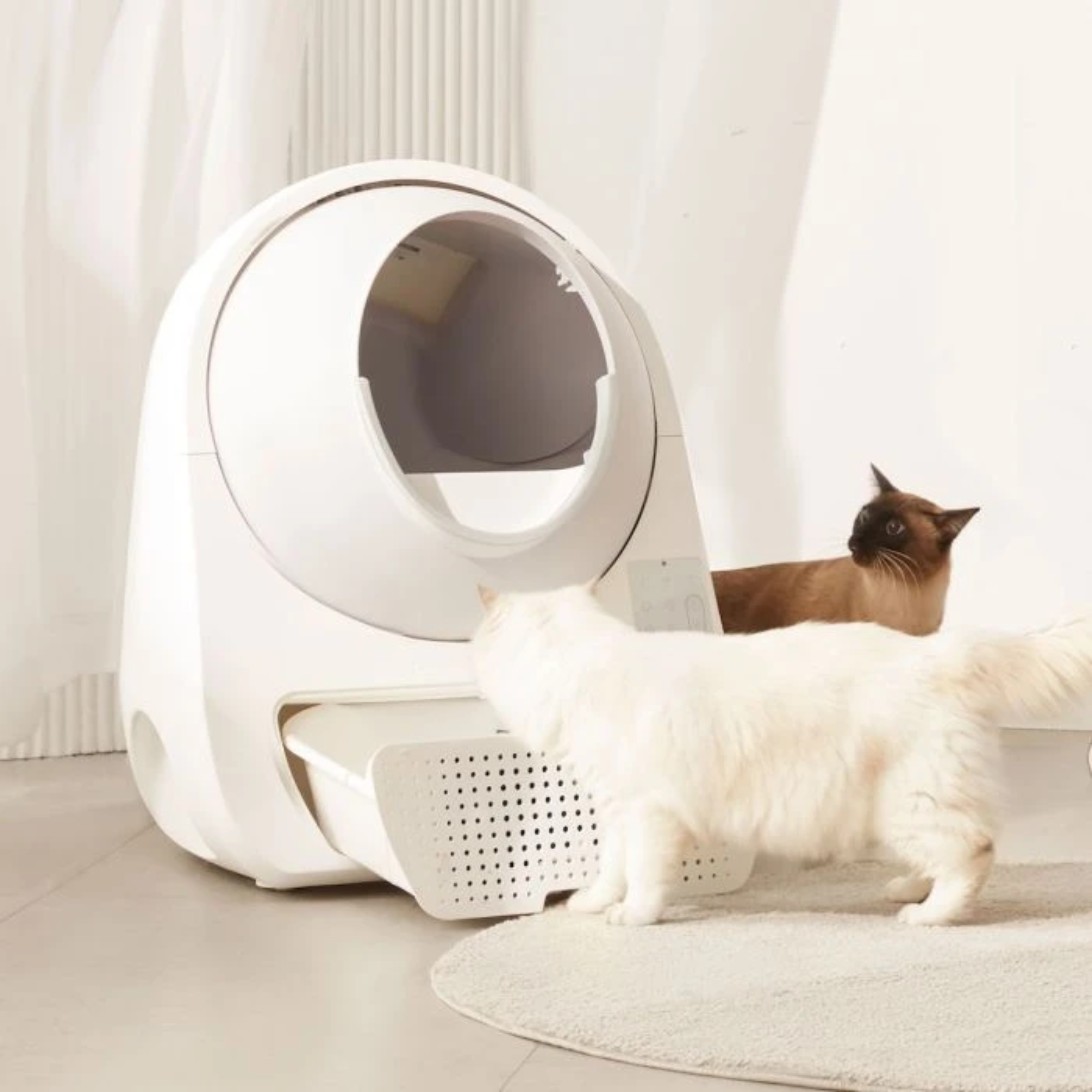 Eine weiße Katze untersucht eine weiße automatische Katzentoilette. Eine braune Katze beobachtet. Die Szene ist in Innenräumen.