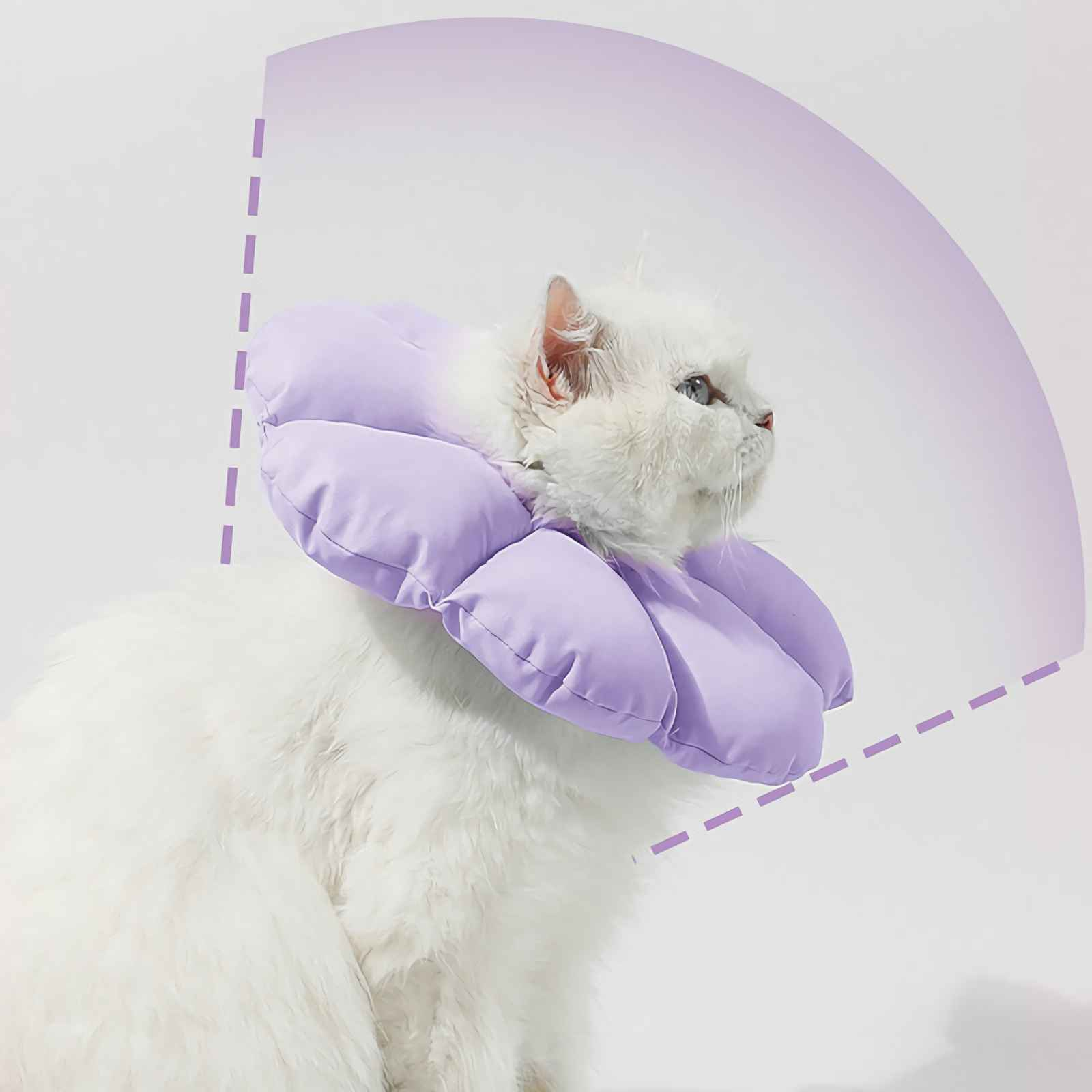 Eine weiße Katze trägt einen lila Kegel. Die Katze hat blaue Augen und steht vor einem weißen Hintergrund mit einem lila Bogen.