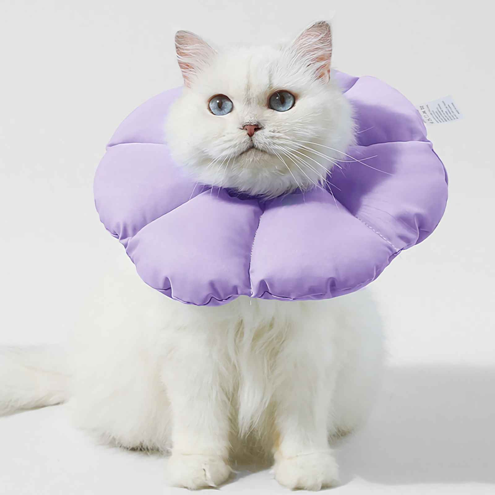 Eine weiße Katze sitzt mit einem lila Kegel. Es hat blaue Augen. Der Hintergrund ist weiß.