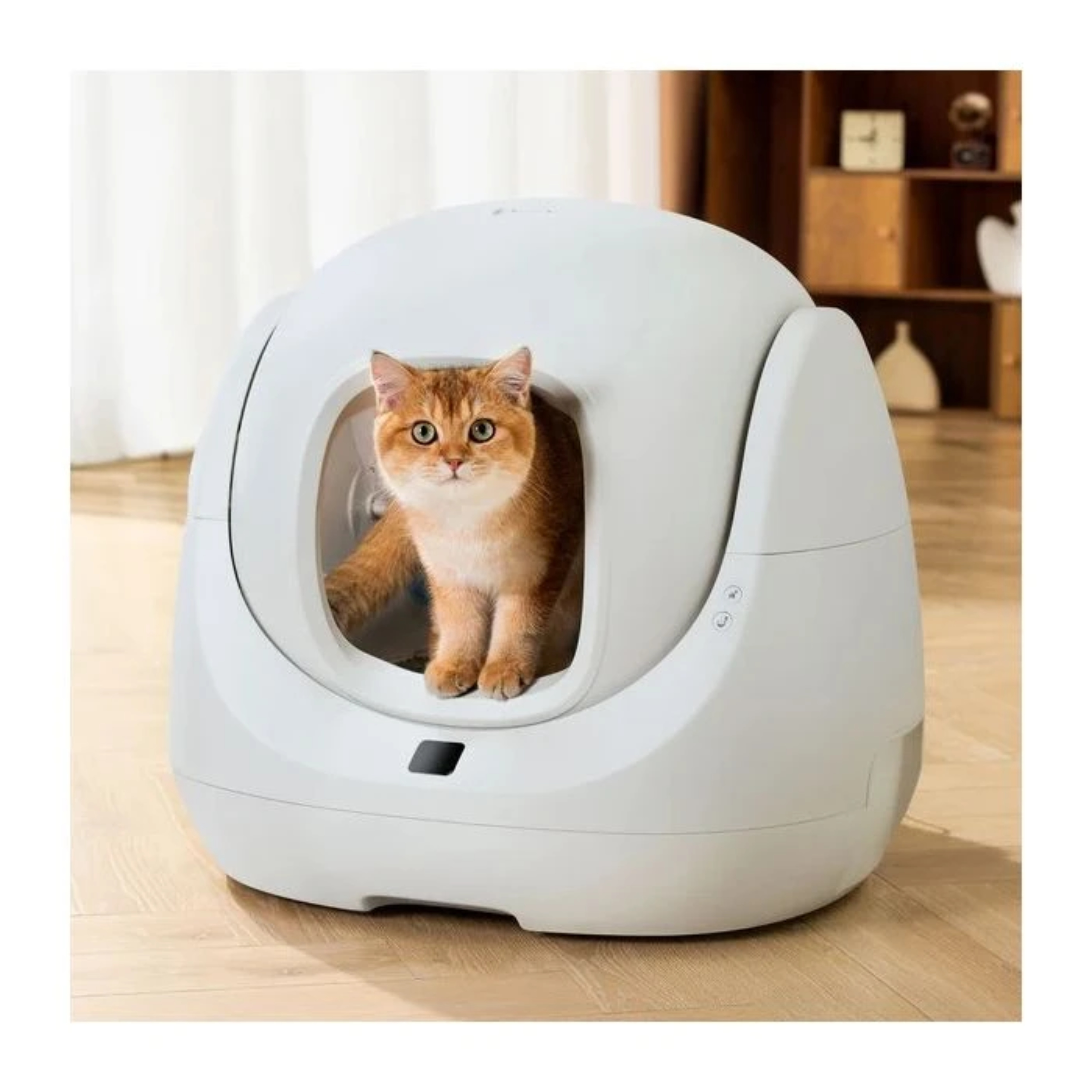 Een gouden kat zit in een witte, zelfreinigende kattenbak. De bak staat op een houten vloer.