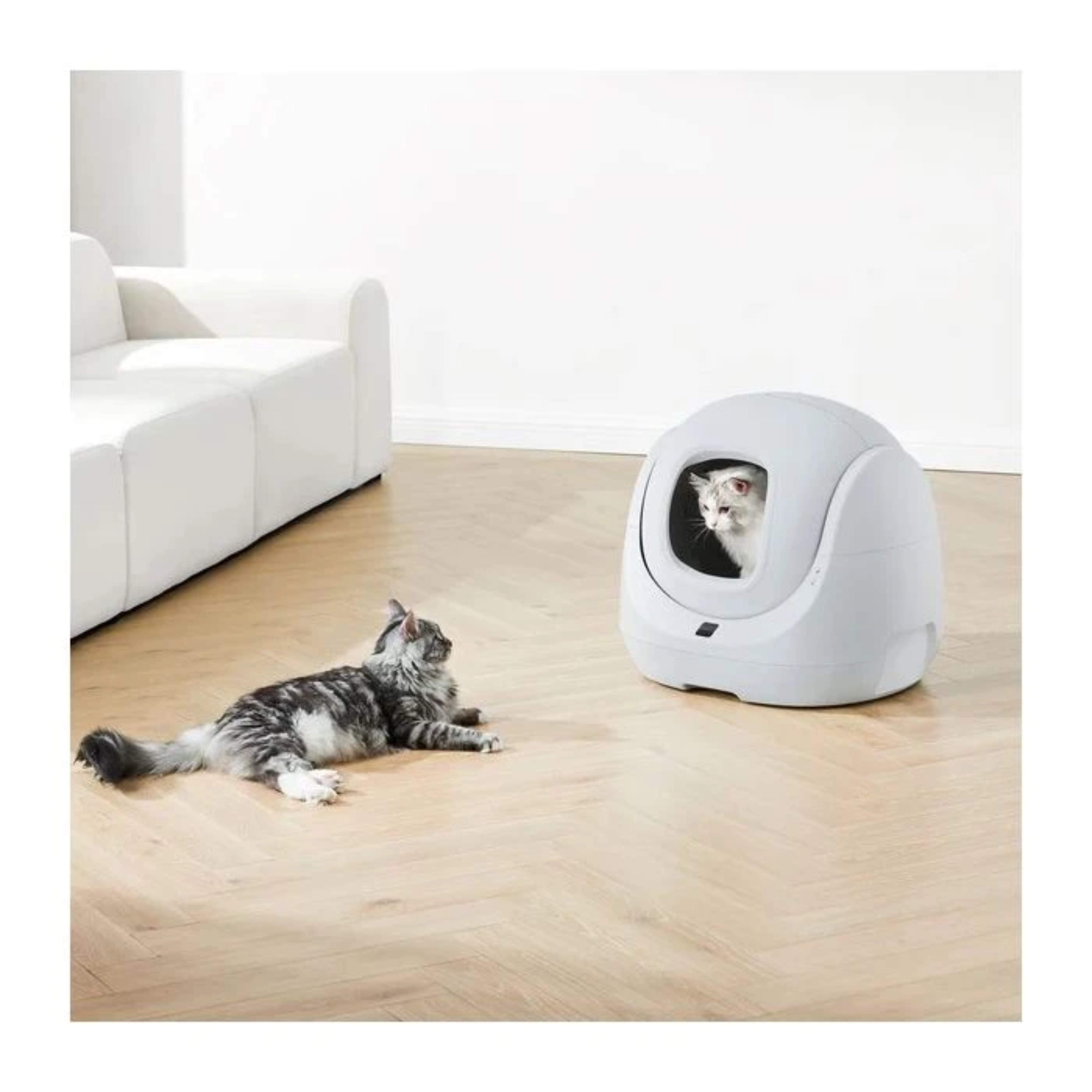 Een kat rust op de vloer, een andere in een witte kattenbak. Witte bank op de achtergrond.