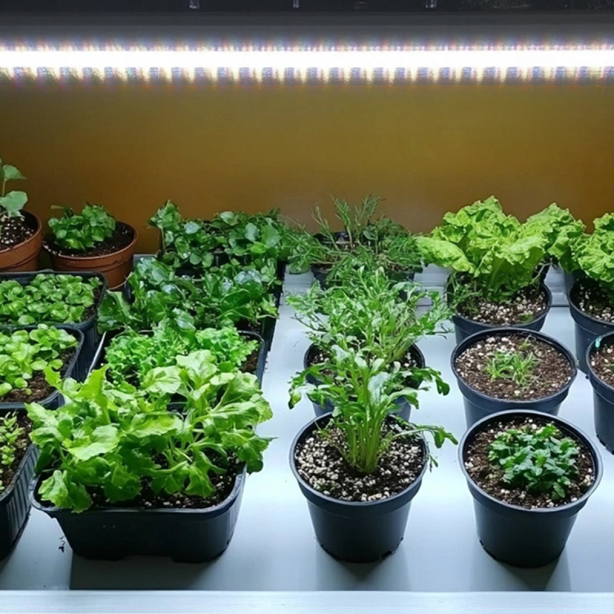 Diverse groene planten in potten onder heldere lichten, waaronder sla en kruiden, gerangschikt op een plank.