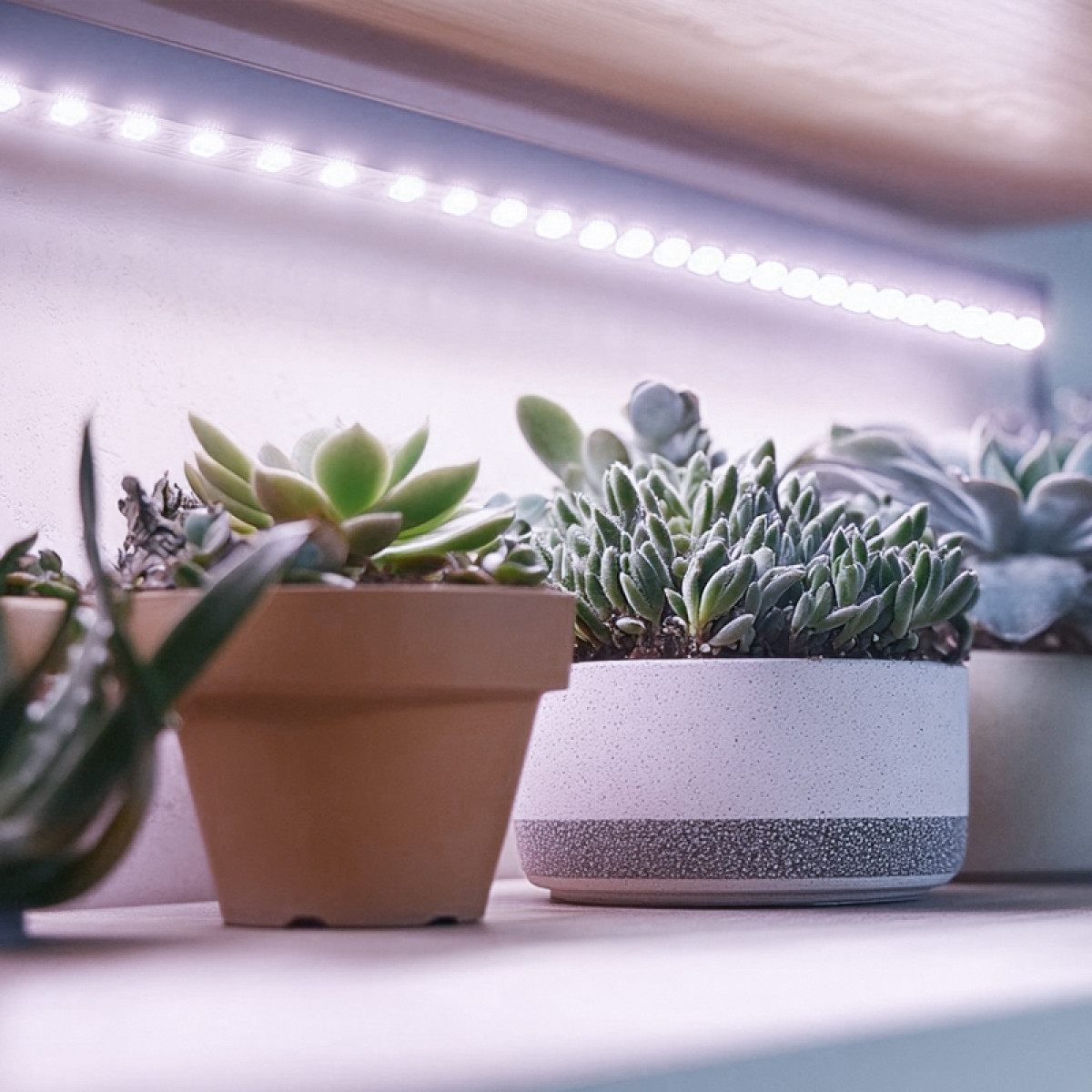 Vetplanten in potten onder een plank met LED-verlichting. Planten in diverse maten en kleuren, met houten plank erboven.