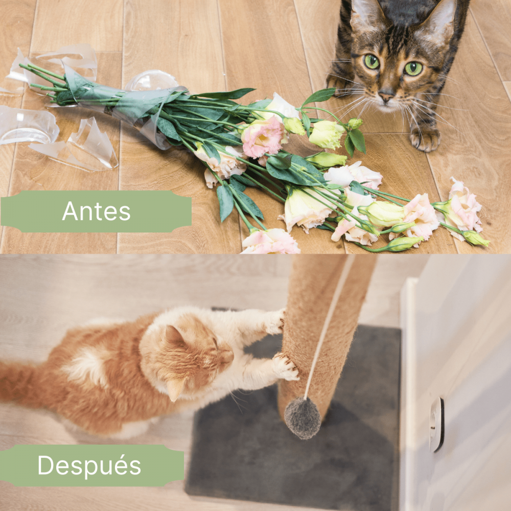 Arriba: Florero roto y flores con gato. Abajo: Rascador para gatos. Texto: Antes y Después.