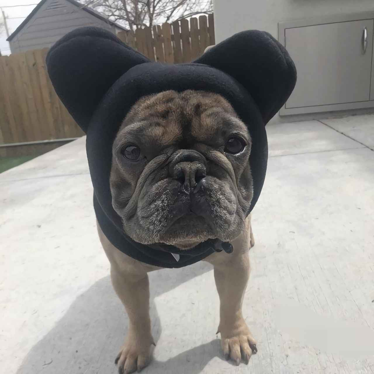 Eine französische Bulldogge mit schwarzem Hut und großen Ohren, steht auf Beton. Im Hintergrund sind ein Zaun und ein Gebäude.