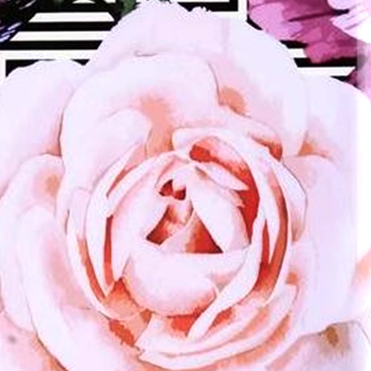 Nahaufnahme einer rosa Rose mit roten Akzenten. Der Hintergrund umfasst schwarz-weiße Streifen und lila Blumenelemente.