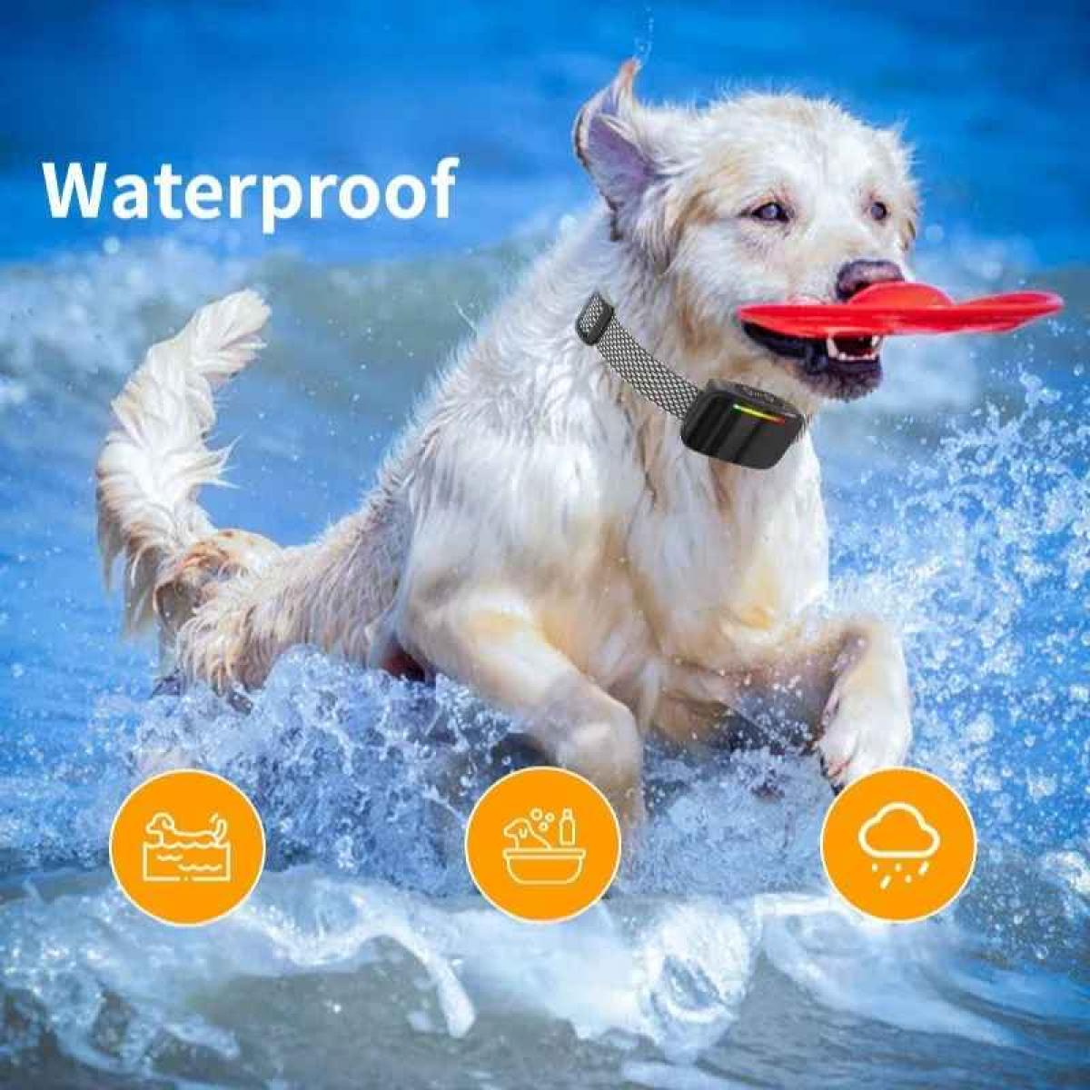 Ein goldener Retriever springt mit einer roten Frisbee ins Wasser. Er trägt ein schwarzes Halsband. Das Wort 'Waterproof' steht oben.