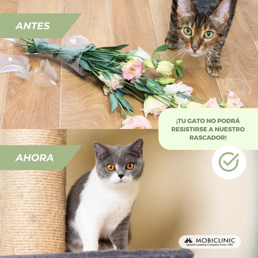Un gato mira a la cámara sobre un rascador. La imagen muestra un jarrón roto y un gato mirando flores.