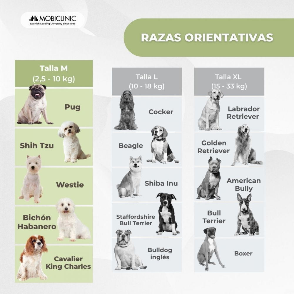 Una infografía que muestra razas de perros categorizadas por tamaño: Pug, Shih Tzu, Westie, Bichon Habanero, Cavalier, Cocker, Beagle, Shiba Inu, etc.