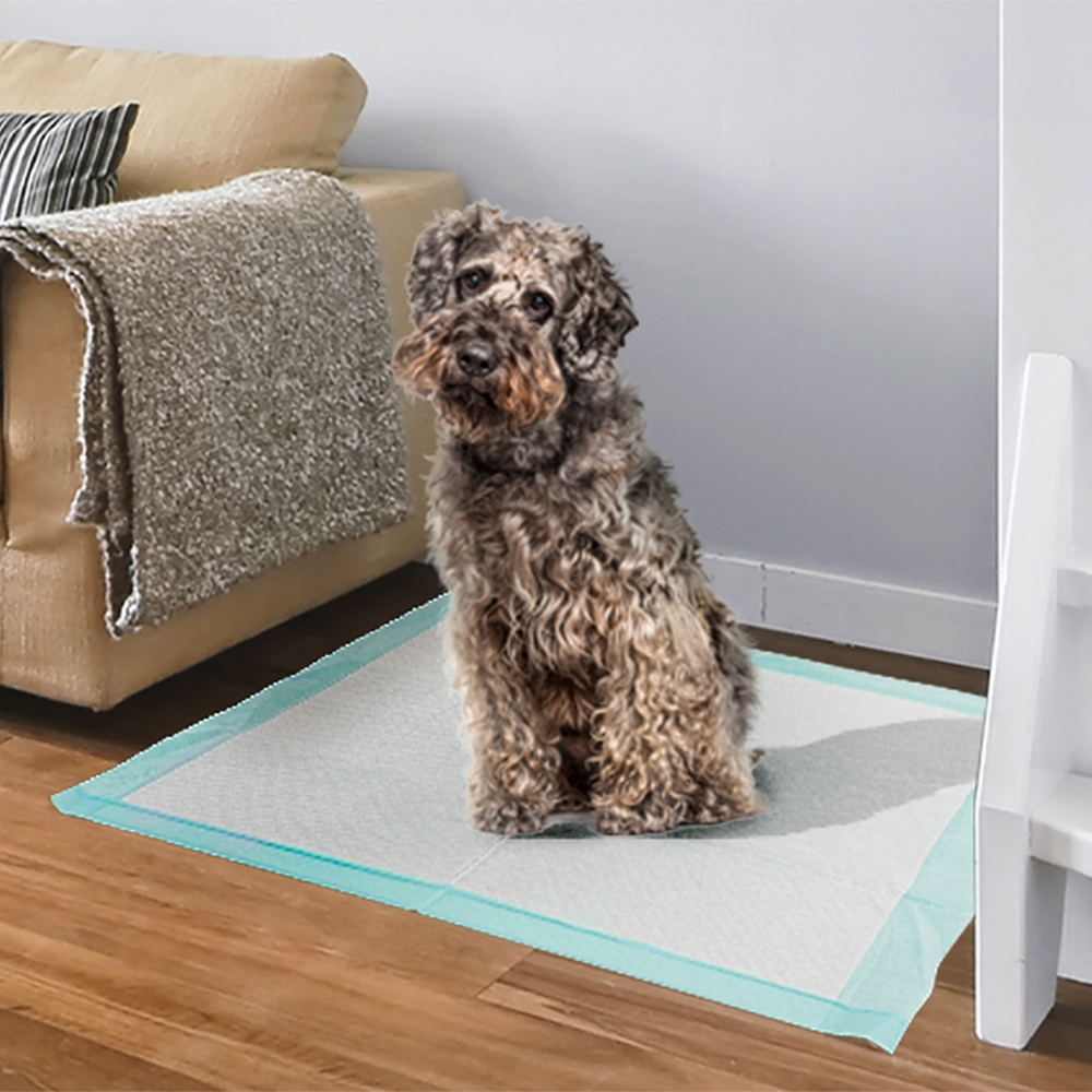 Un cane dai capelli ricci è seduto su un cuscinetto bordato di blu su un pavimento in legno. Un divano e una scala bianca sono sullo sfondo.