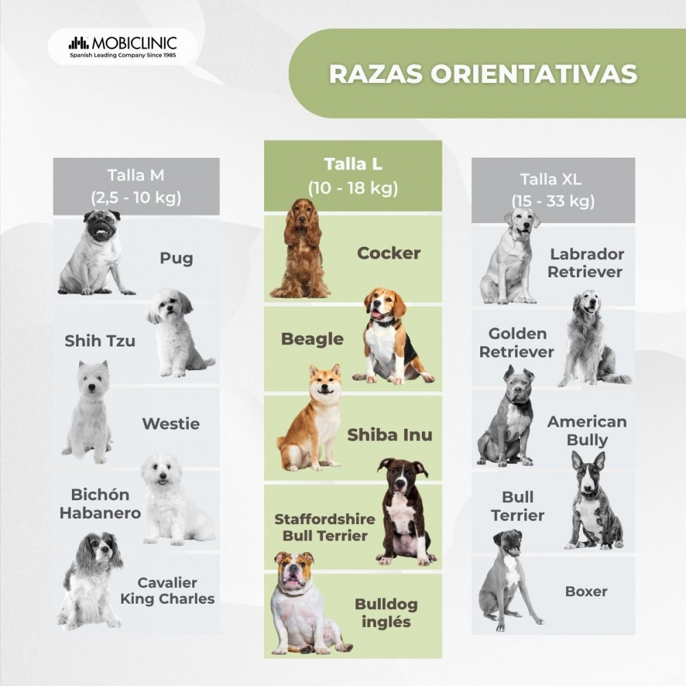 Infografía que muestra razas de perros categorizadas por tamaño: M, L y XL. Cada categoría enumera razas como Pug, Cocker, Labrador, etc.