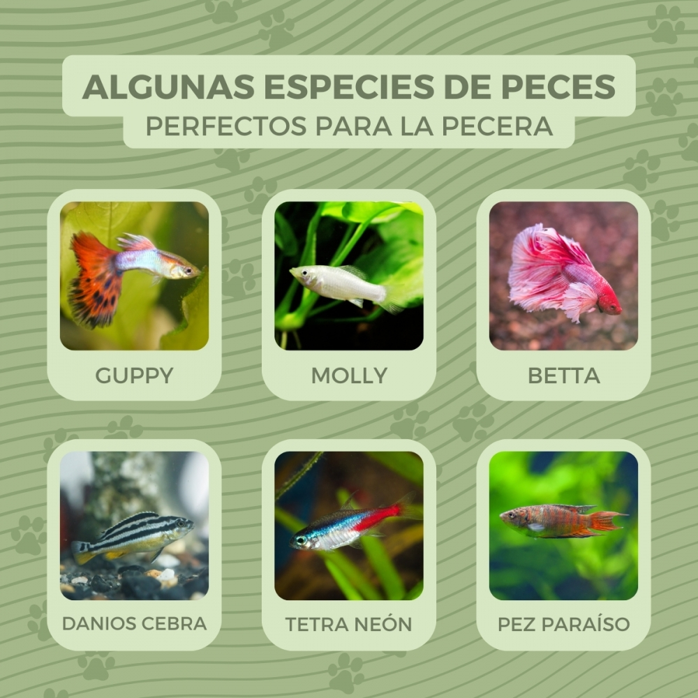Imagen muestra varias especies de peces: Guppy, Molly, Betta, Danio Cebra, Tetra Neón y Pez Paraíso, en acuarios.