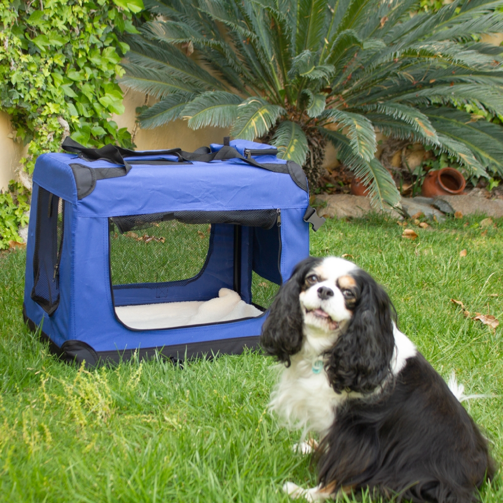 Un perro sentado en la hierba junto a un transportín azul. Palmeras y vegetación al fondo.