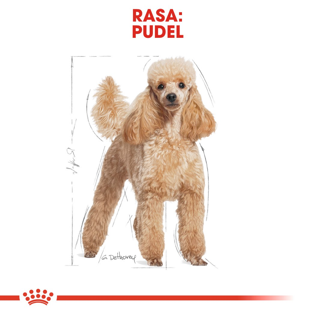 Un caniche color canela sobre blanco, con un dibujo lineal superpuesto. La palabra "RASA: PUDEL" arriba. Línea roja y logo abajo.