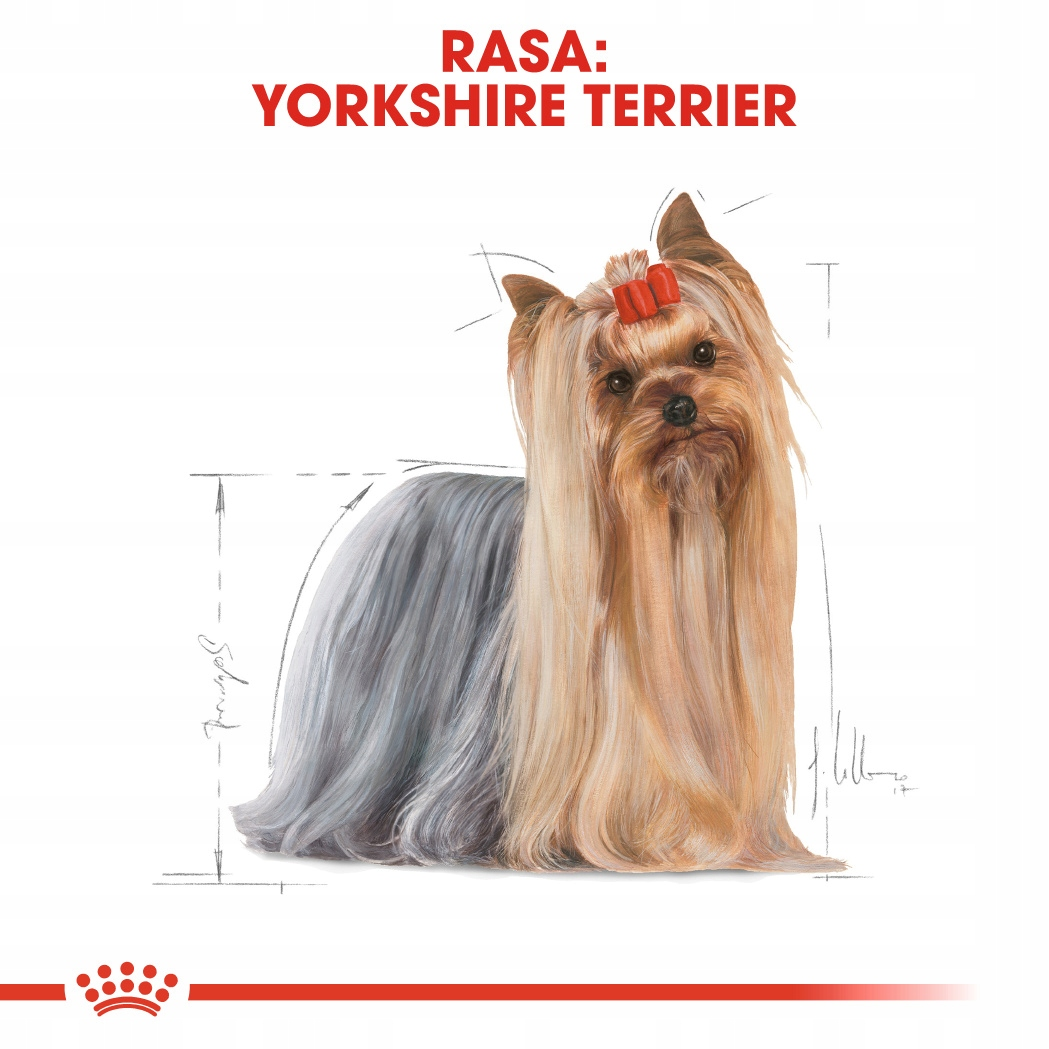 Ilustracja Yorkshire Terriera. Pies ma długą, płynącą sierść w odcieniach brązu i szarości, z czerwoną kokardą. Tekst: 'Yorkshire Terrier'.