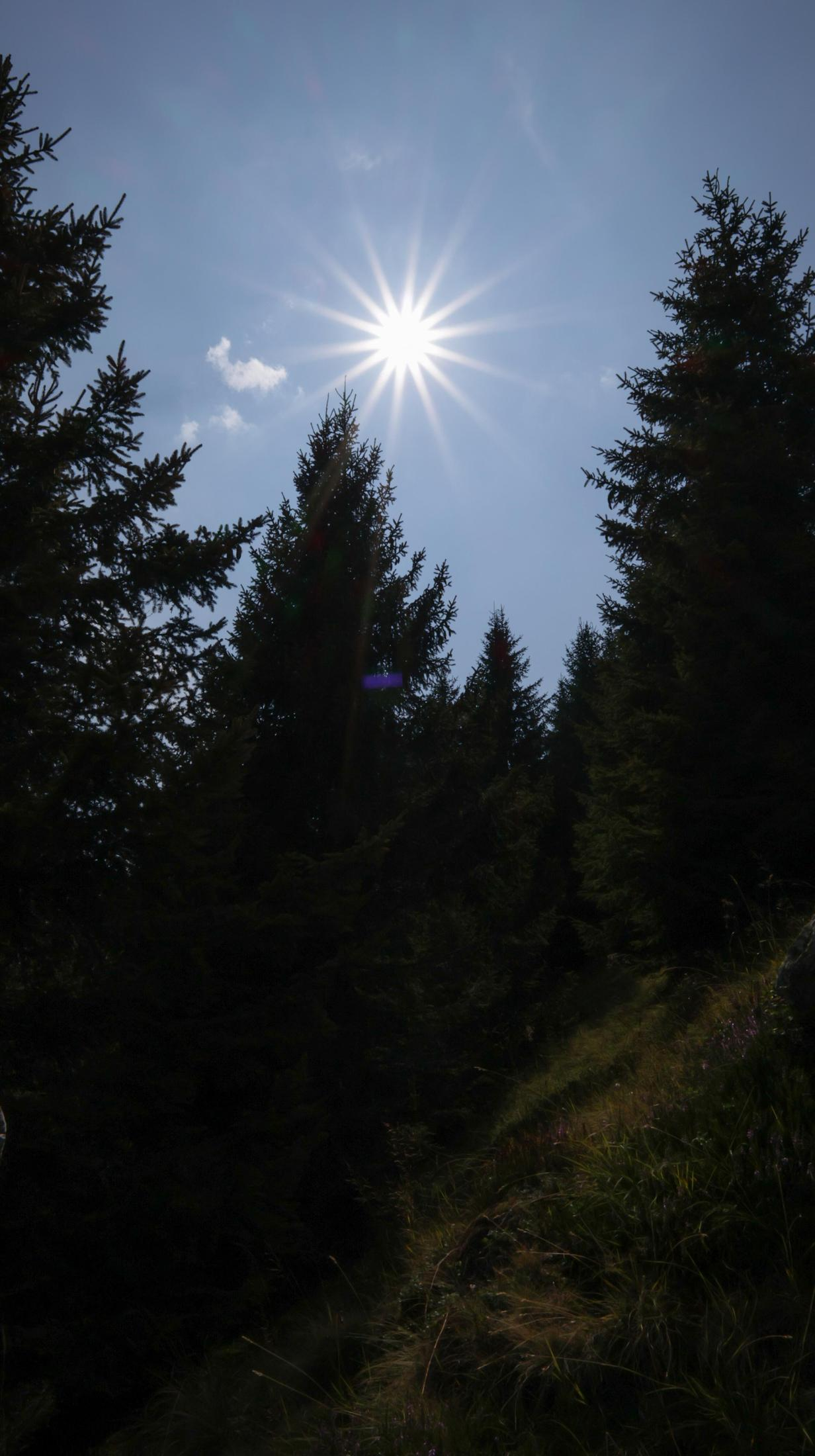 Il sole splende attraverso alti pini. Cielo blu con poche nuvole. Fogliame verde scuro. La luce solare crea un effetto a stella.