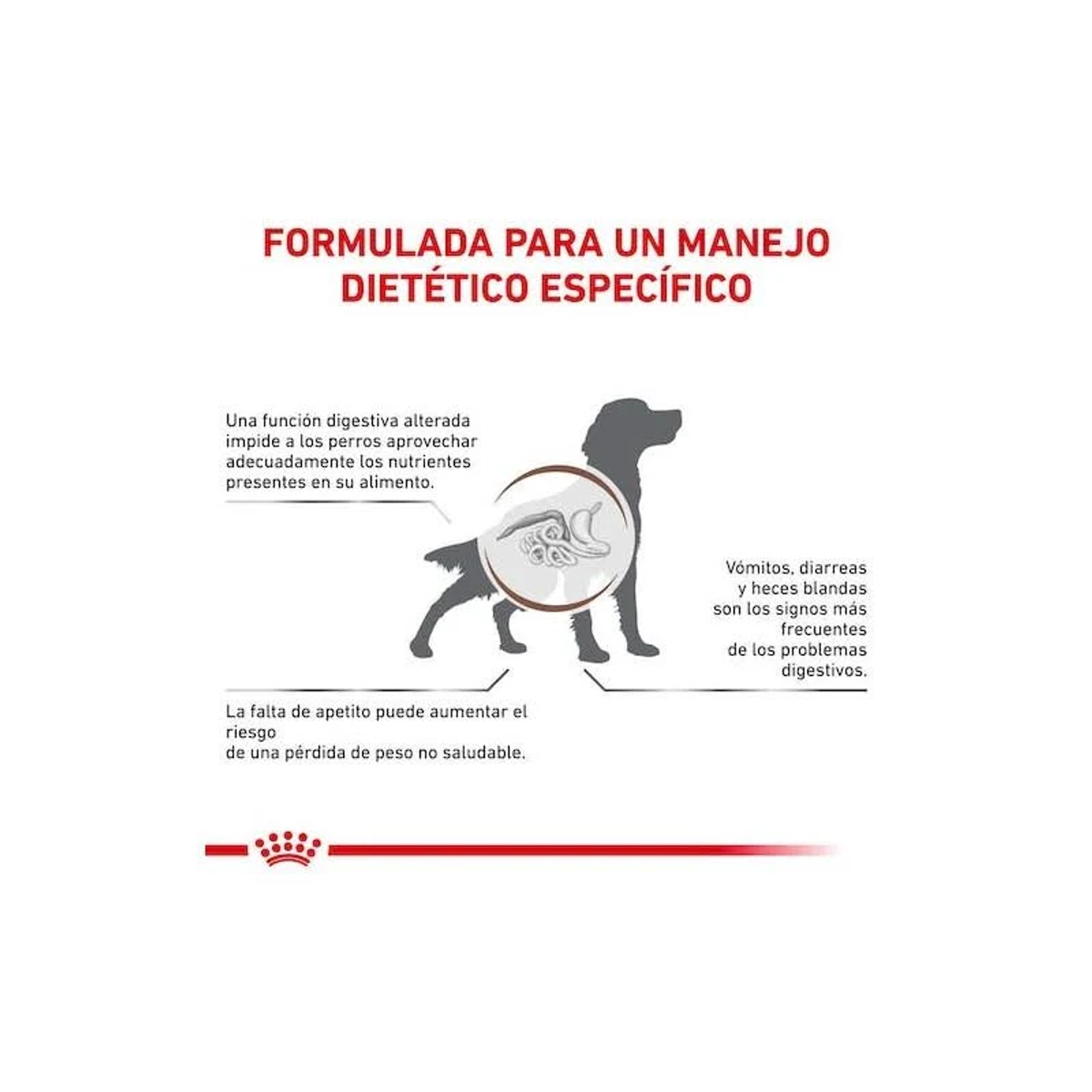 Diagrama muestra silueta de perro con ilustración del tracto digestivo. Texto resalta problemas.