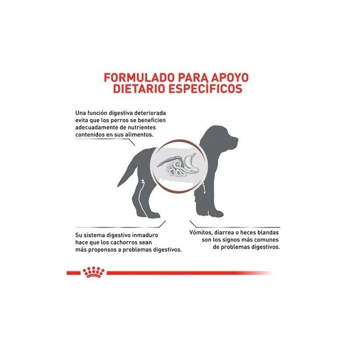Silueta de perro con diagrama digestivo, texto sobre apoyo digestivo.