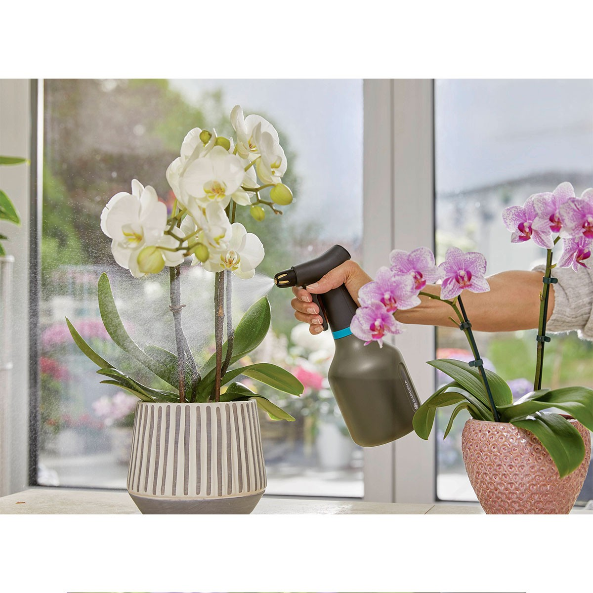 Una mano spruzza orchidee bianche con un annaffiatoio verde scuro. Vicino ci sono orchidee rosa.