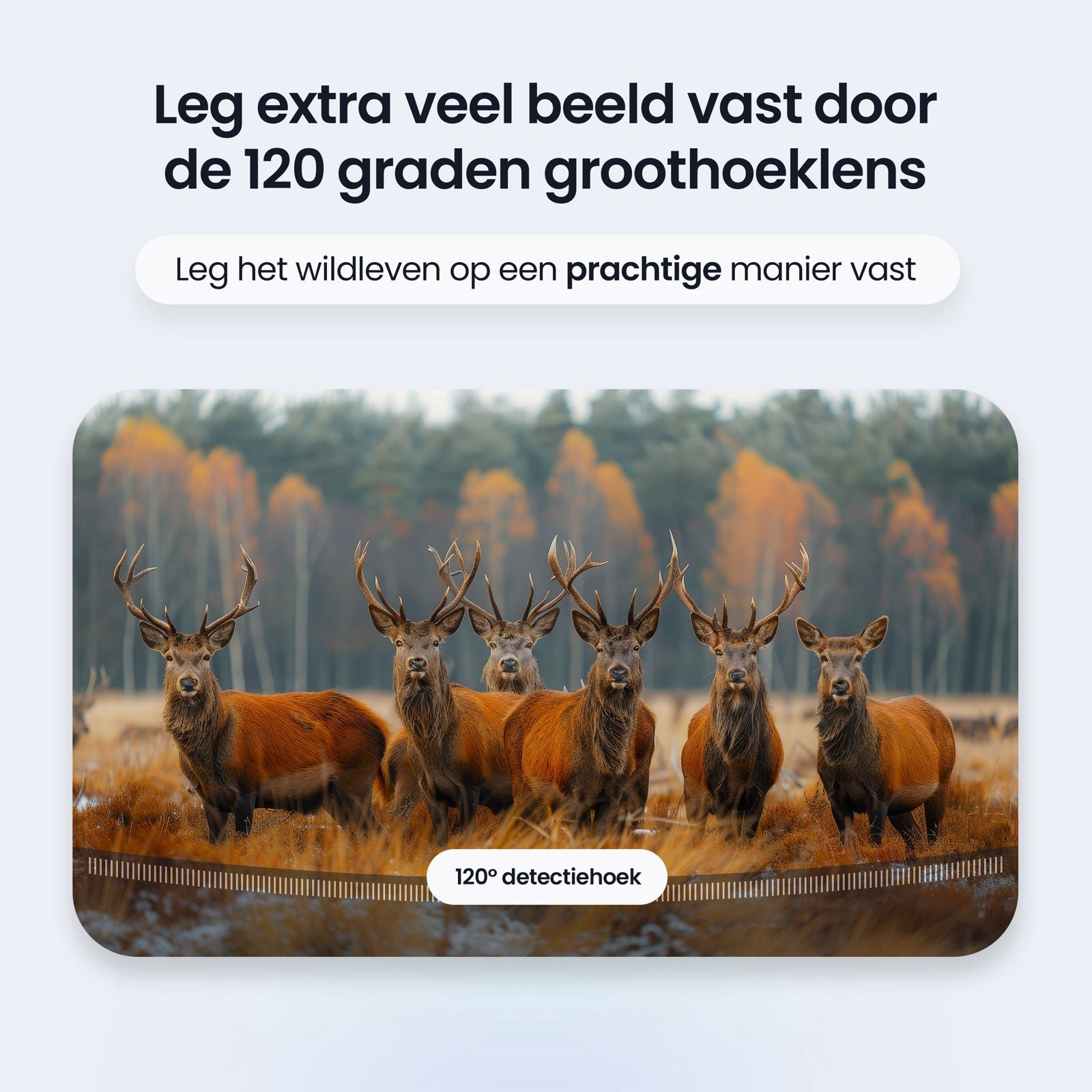 Five deer with antlers stand in a field with autumn trees in the background.