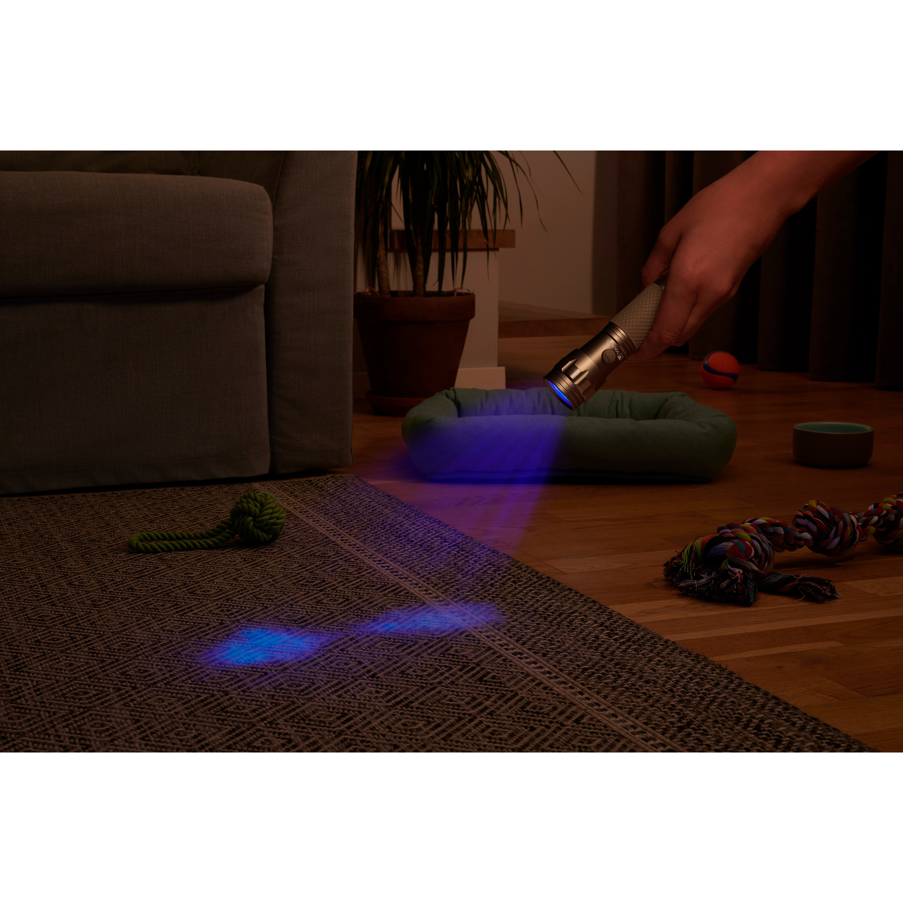 Une main tient une lampe de poche UV, illuminant le sol près d'un panier pour chien. Lumière bleue brille sur le tapis.