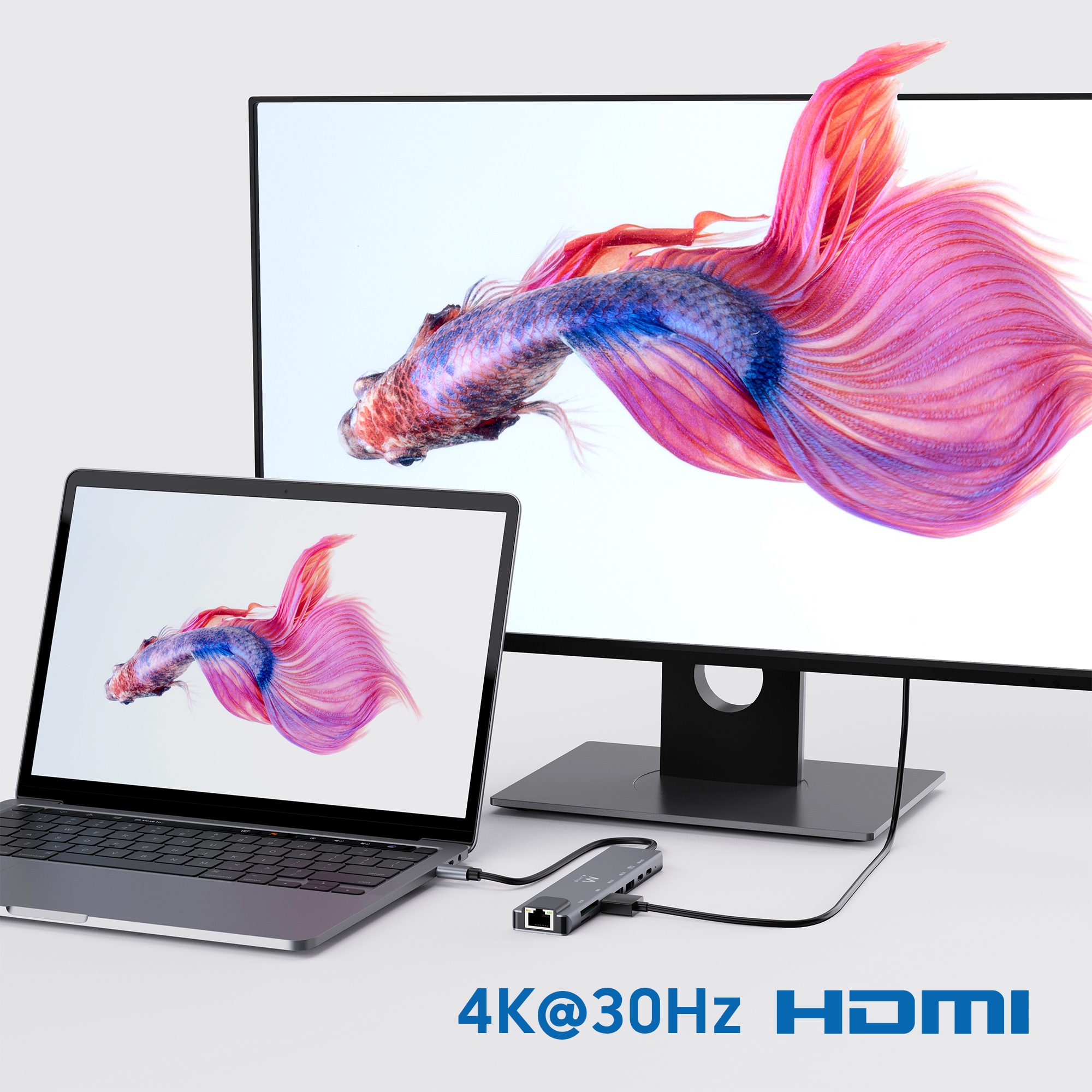Ein Laptop und ein Monitor zeigen einen Betta-Kampffisch. Ein Hub verbindet sie und zeigt 4K@30Hz HDMI.