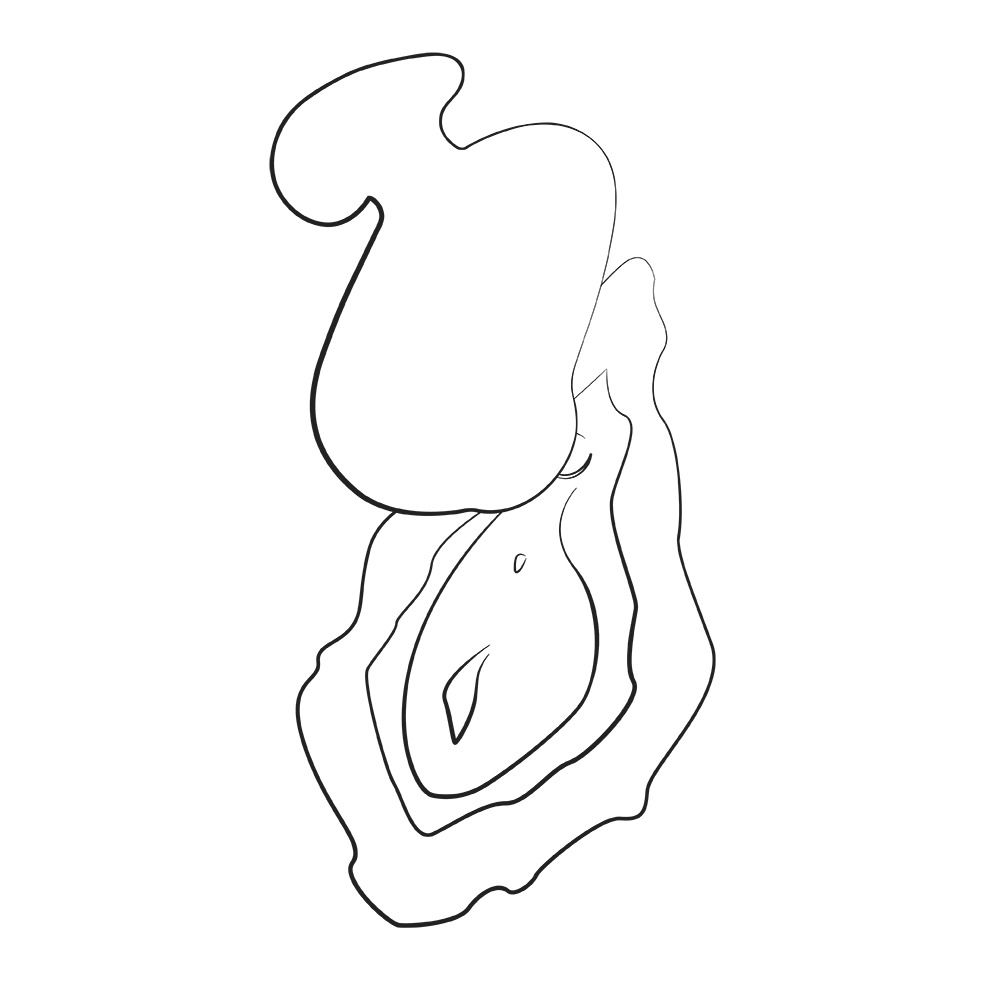 Dibujo lineal de una ostra que muestra su concha y carne.