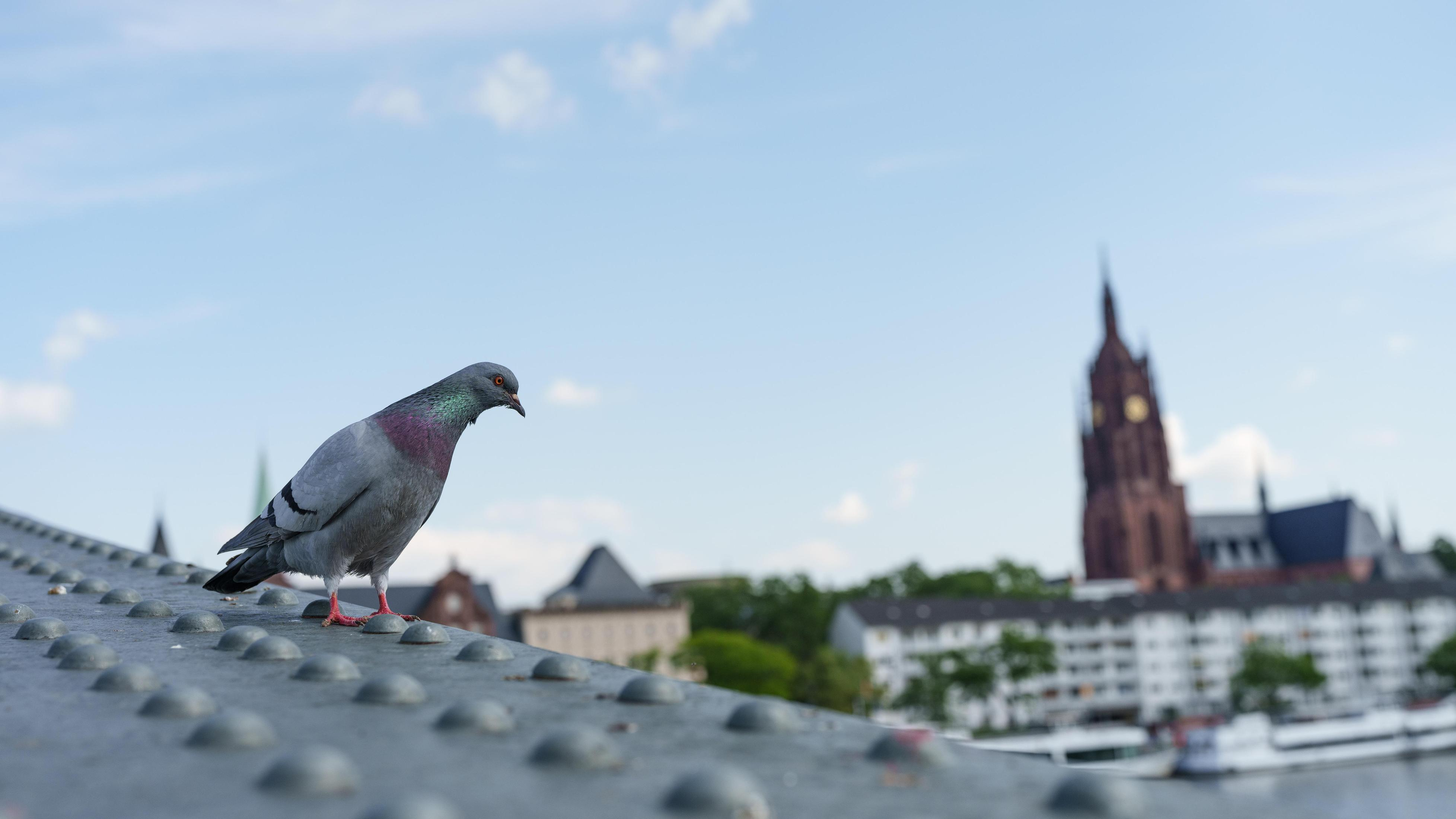 Gołąb stoi na metalowym moście z nitami. W tle widoczne są budynki i wieża kościelna.