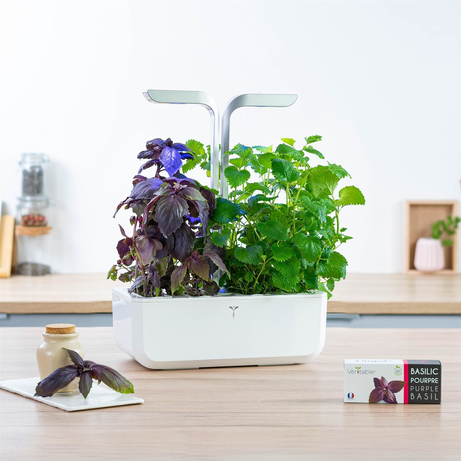 Un giardino di erbe aromatiche da interni bianco con basilico viola ed erbe verdi, illuminato da luci LED. Una scatola di basilico è vicina.