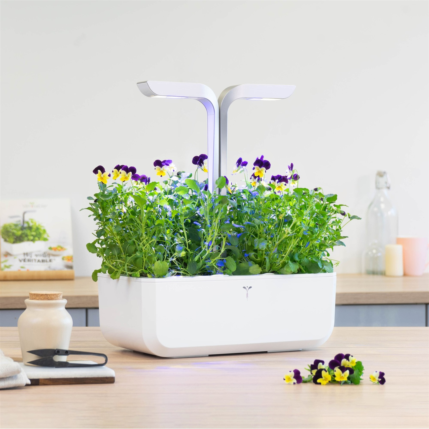 Giardino interno bianco con viole viola e gialle e luci di coltivazione.