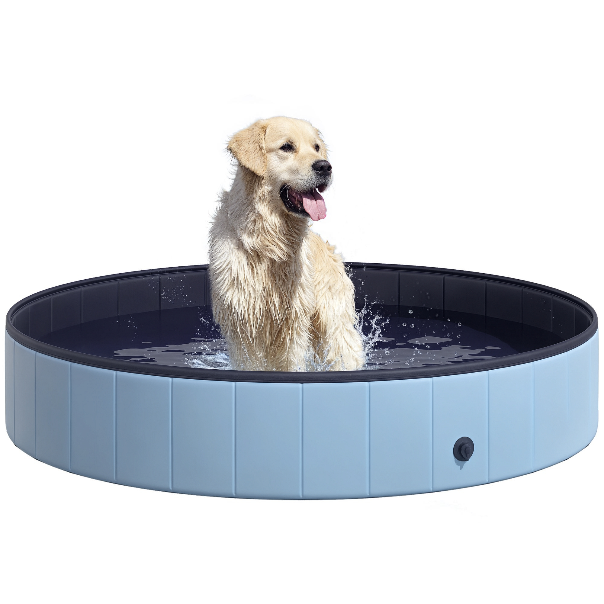 Un Golden Retriever sguazza in una piscina blu su sfondo bianco.